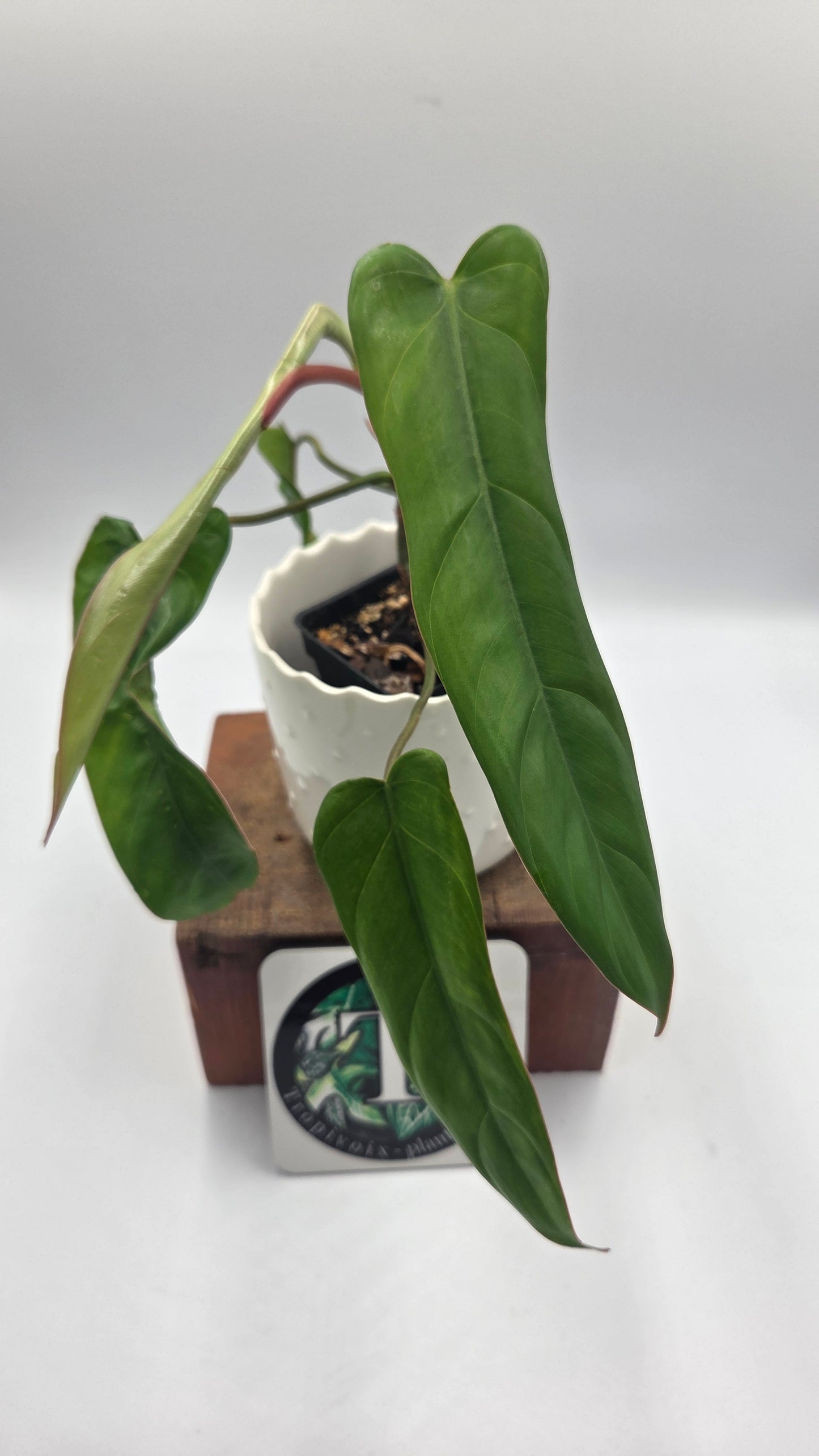 Philodendron Billietiae Aff (PHI-463)