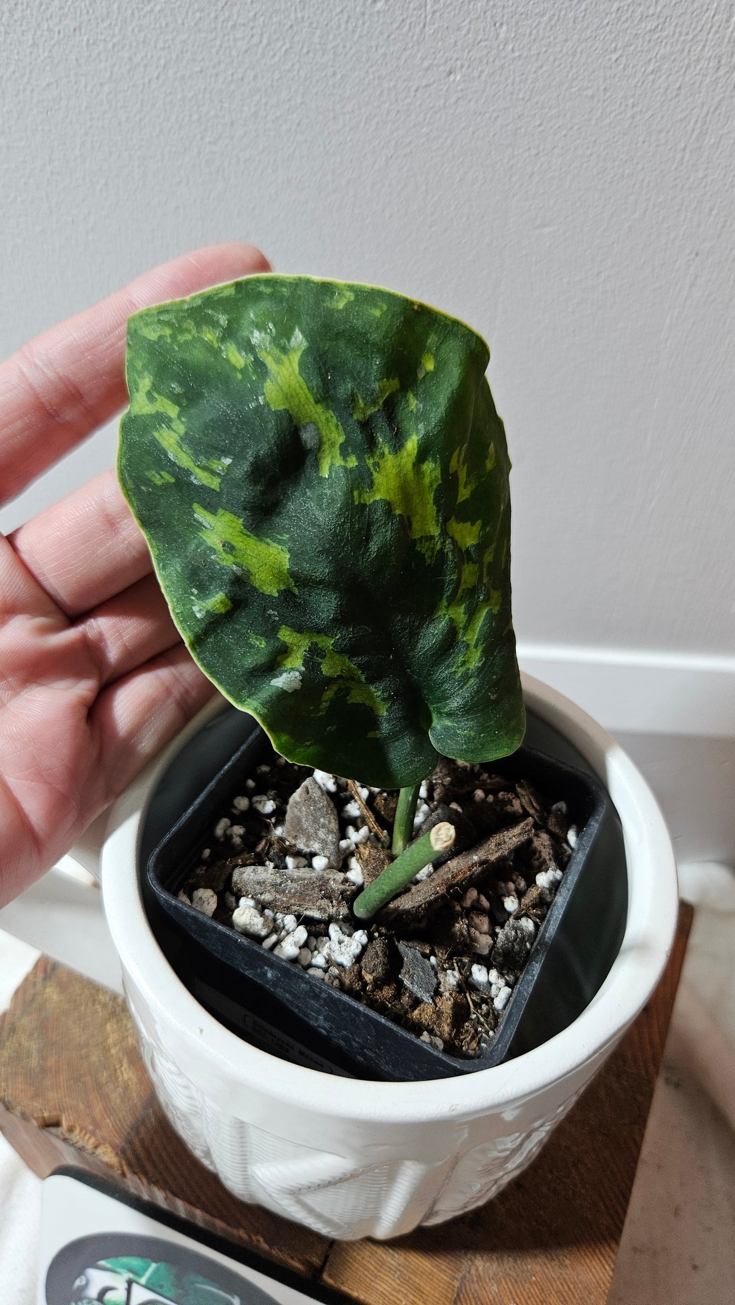 Scindapsus Macan (SCI-1268)