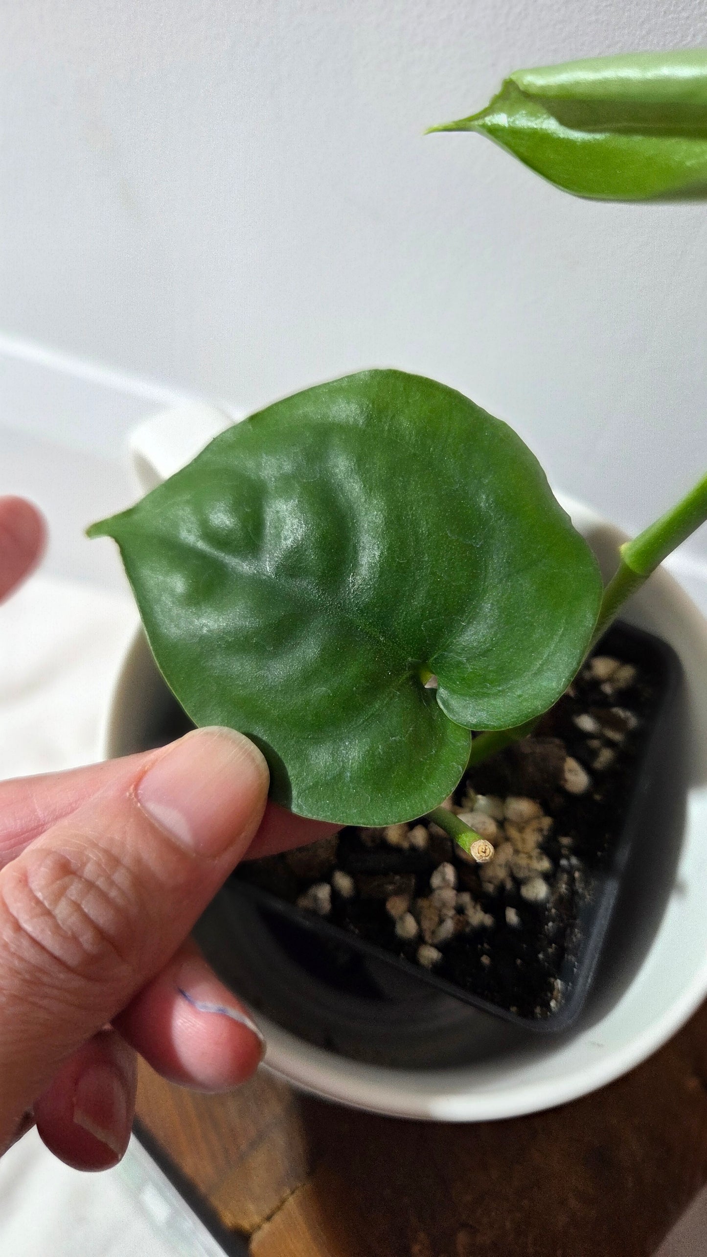 Scindapsus Lucens (SCI-1404)