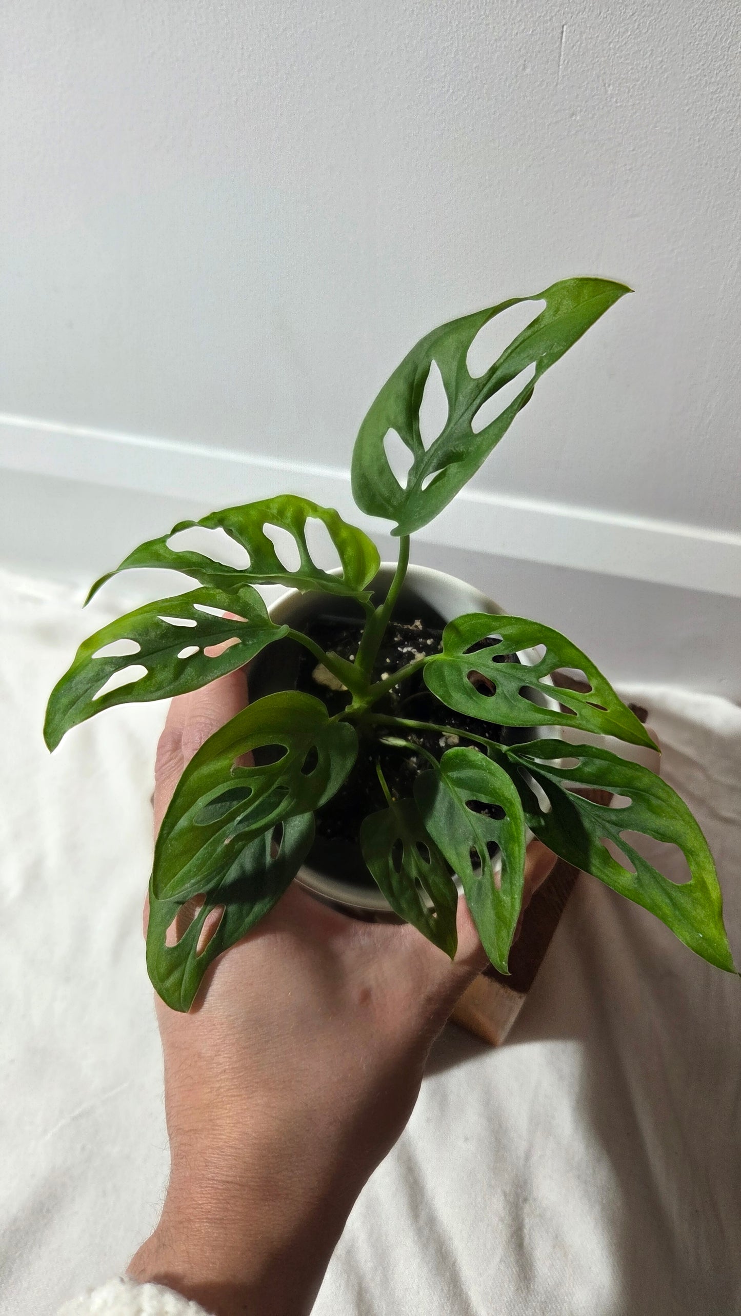 Monstera Obliqua Aff Cenepa (MON-238)