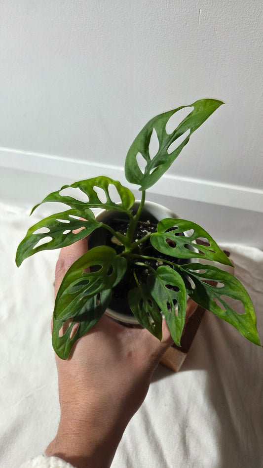 Monstera Obliqua Aff Cenepa (MON-238)