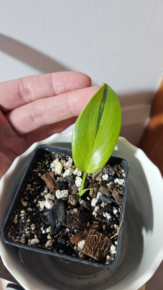 Philodendron Violin Variegata (PHI-761)