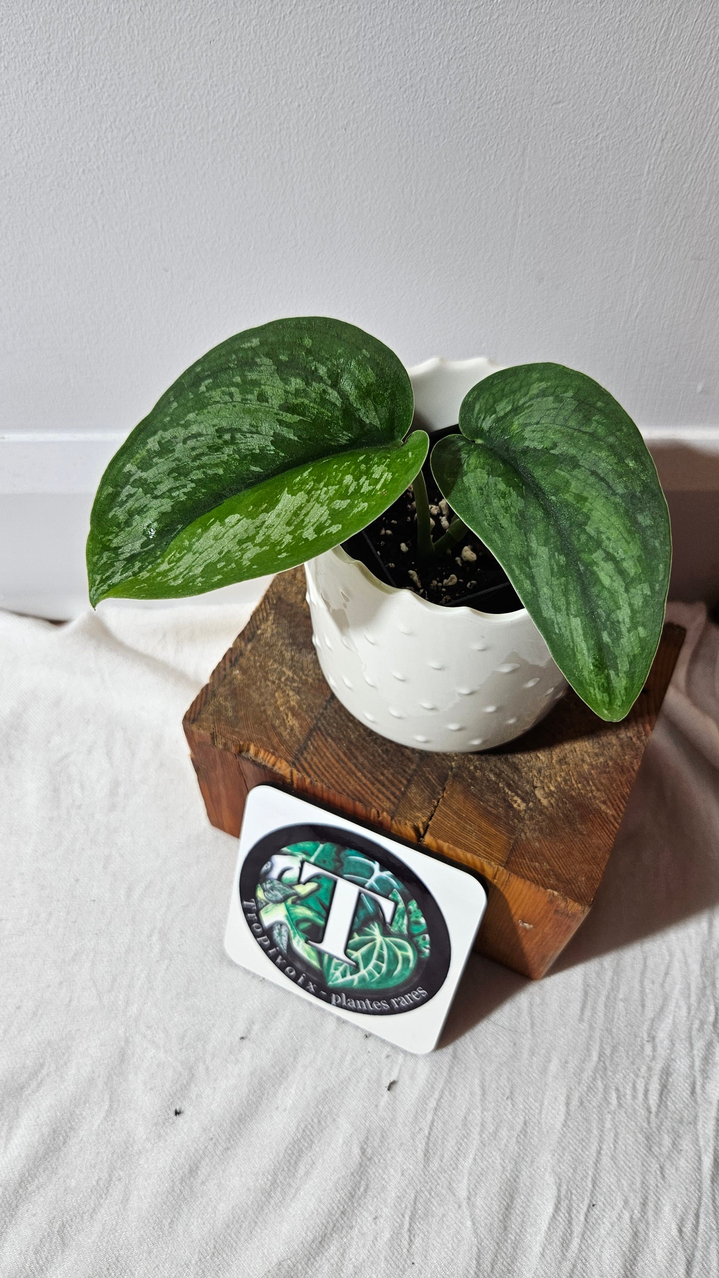 Scindapsus Exotica "Green on green" (SCI-984)