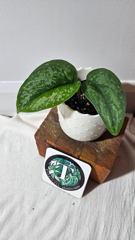 Scindapsus Exotica "Green on green" (SCI-984)