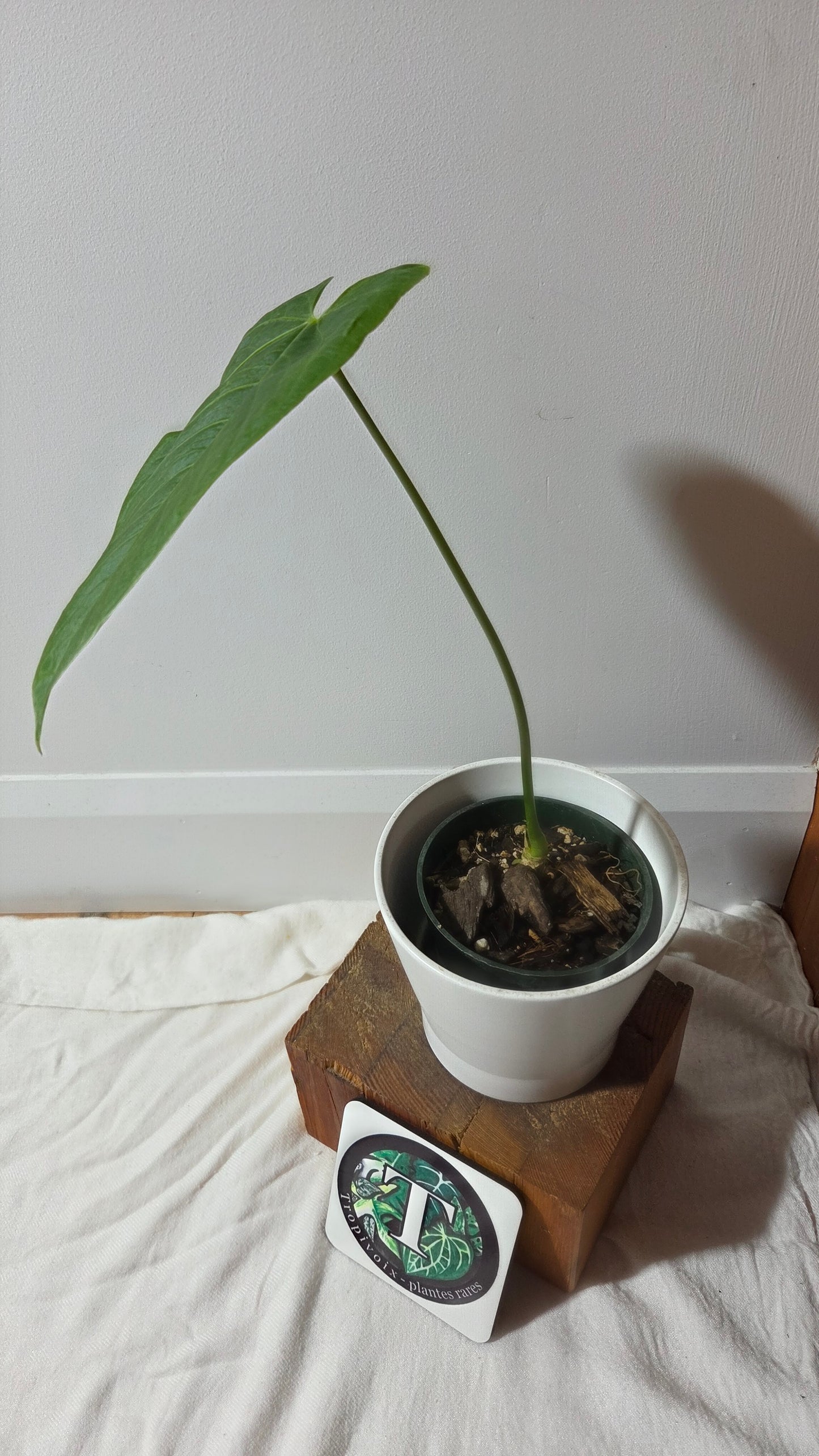 Anthurium Metallicum "Format LARGE" (ANT-660)