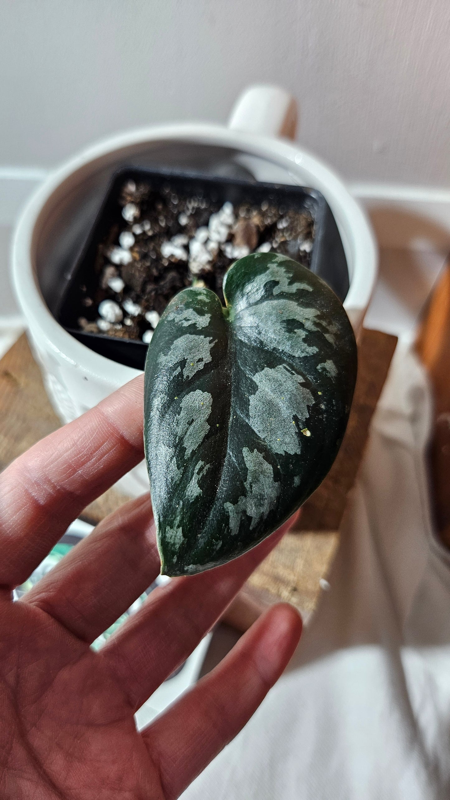 Scindapsus Black Exotica (SCI-1106)