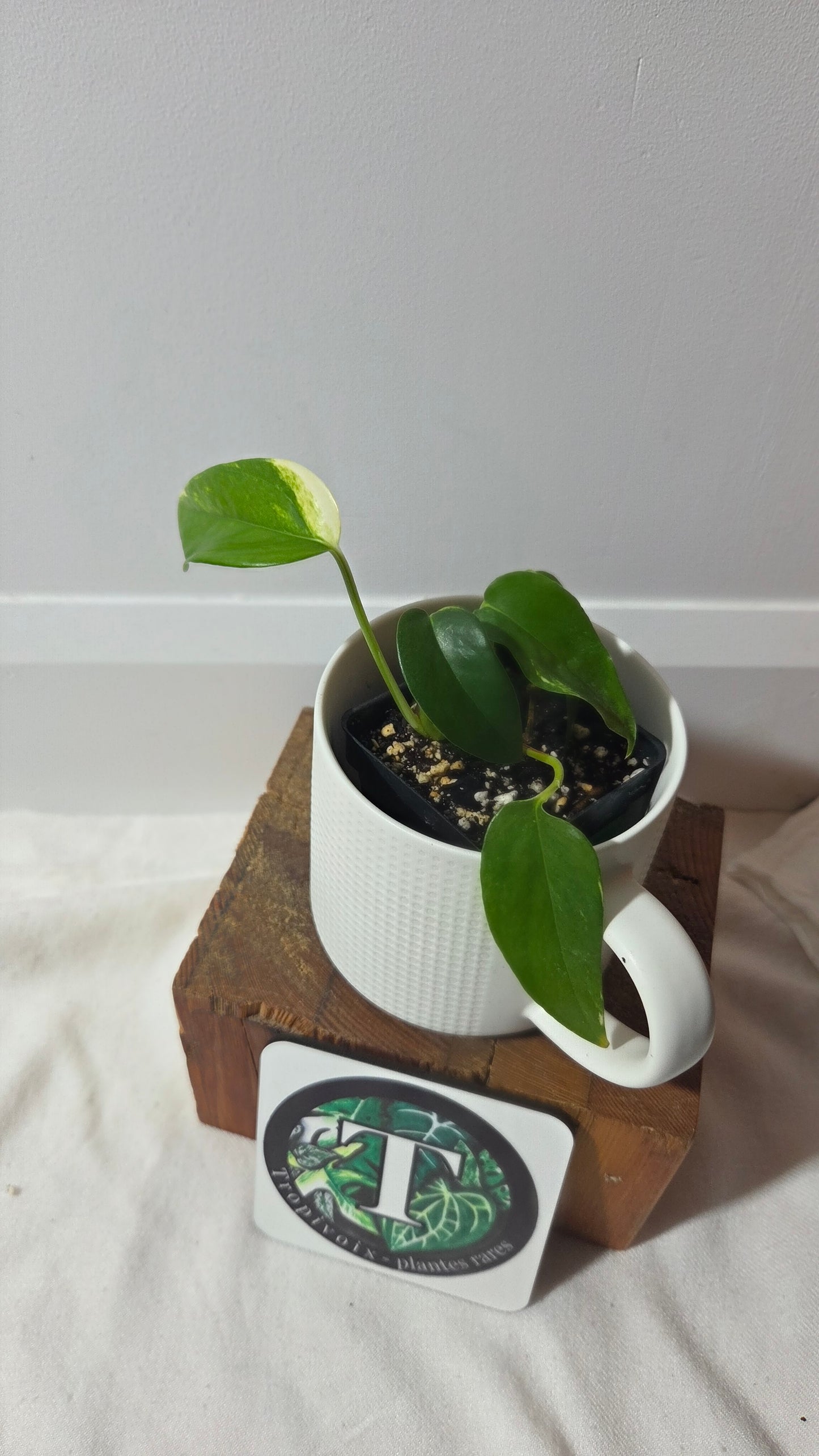 Epipremnum pinnatum Yellow Sunrise (EPI-234)