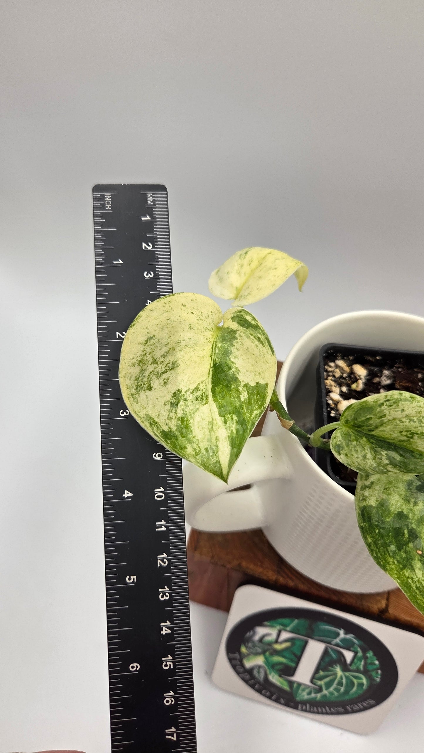 Scindapsus Black Dragon Variegata (SCI-1453)