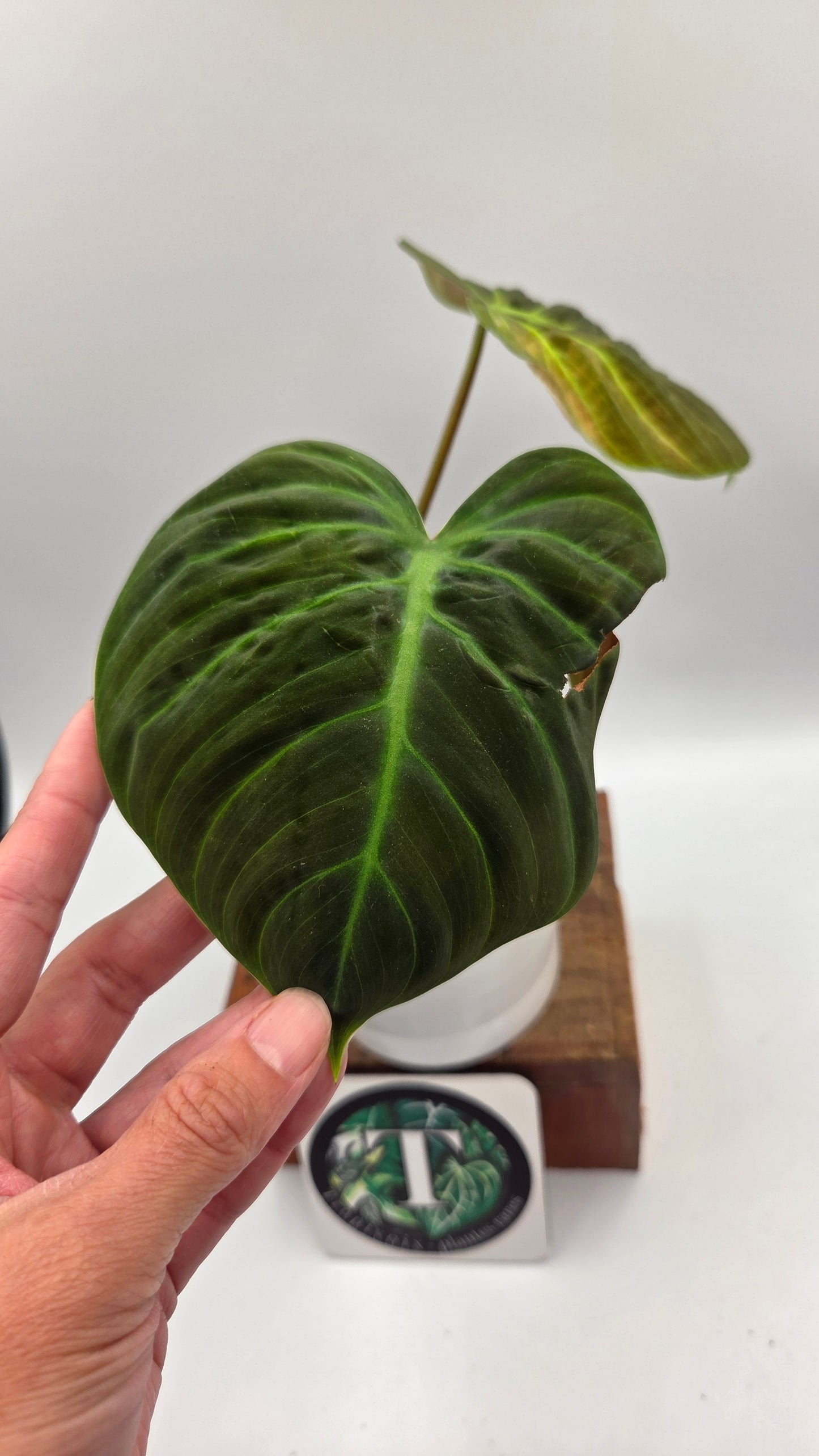 Philodendron Luxurians Choco Red (PHI-750)
