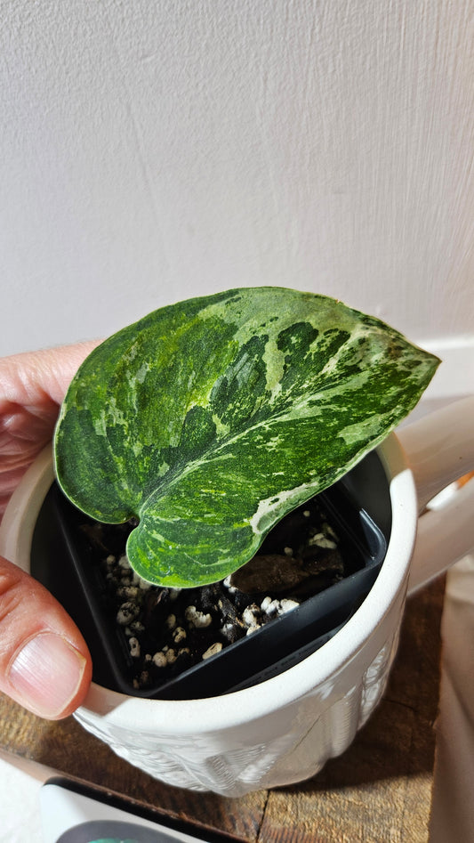 Scindapsus Dark satin Tricolore (SCI-1099)