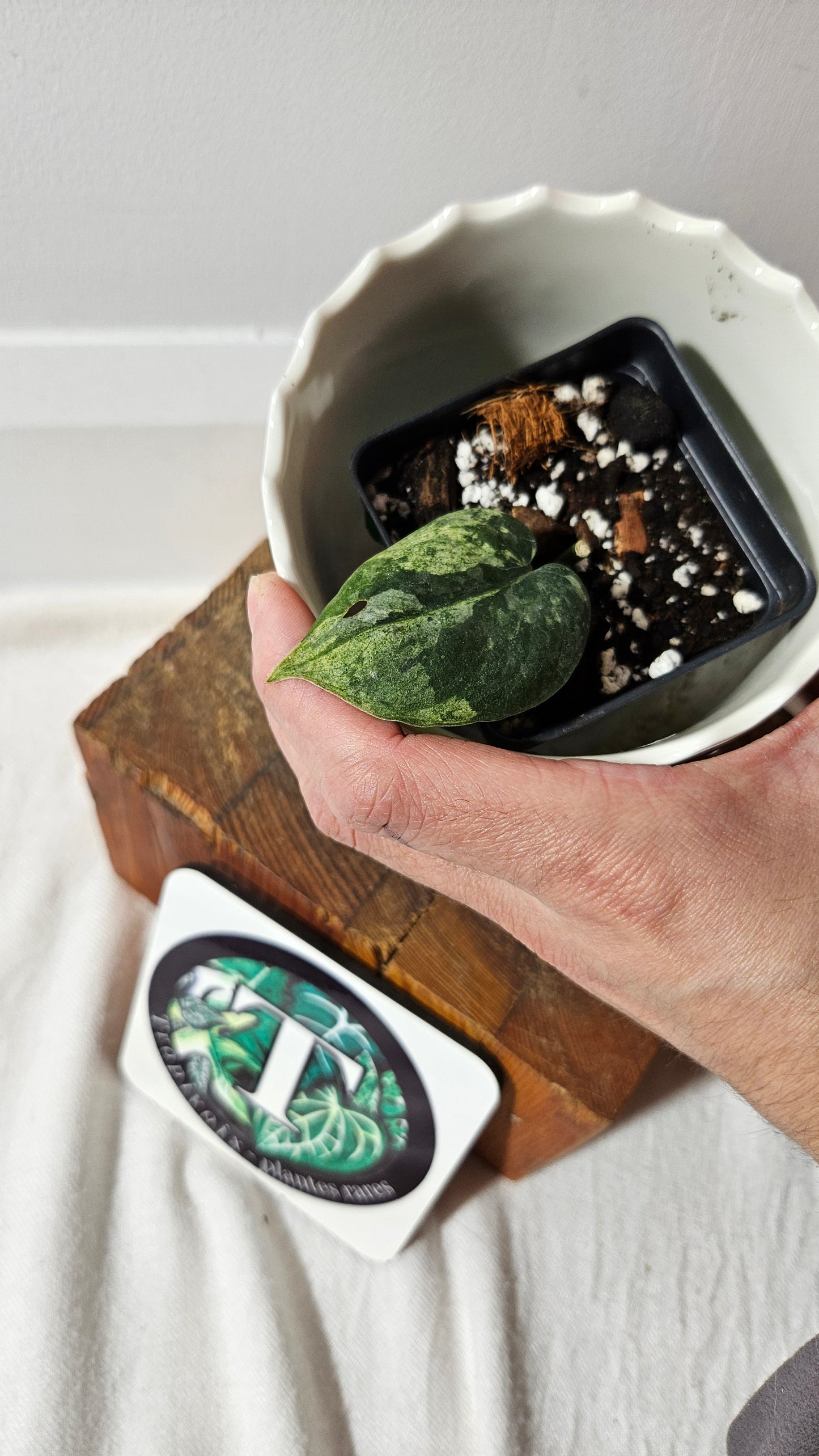 Scindapsus Silver Cloud mutation (SCI-999)