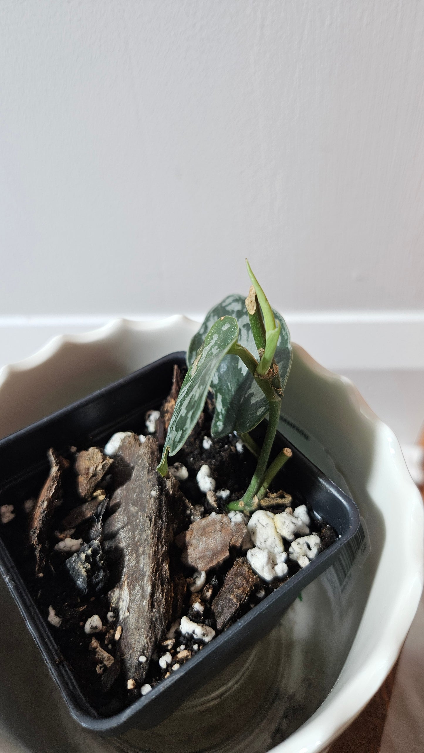 Scindapsus Black Exotica (SCI-1326)
