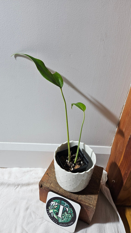 Monstera Burlemarx Flame/Dilacerata (MON-458)