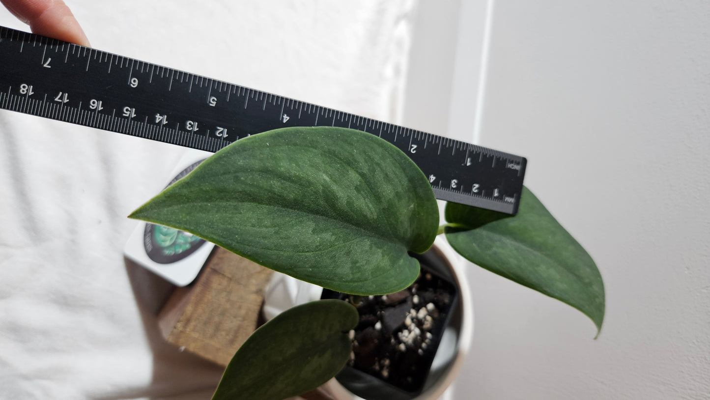 Scindapsus Blurik (SCI-1114)