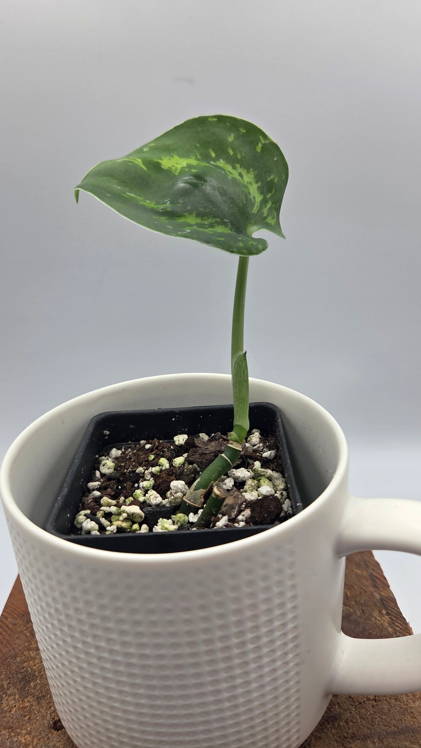 Scindapsus Macan (SCI-1509)