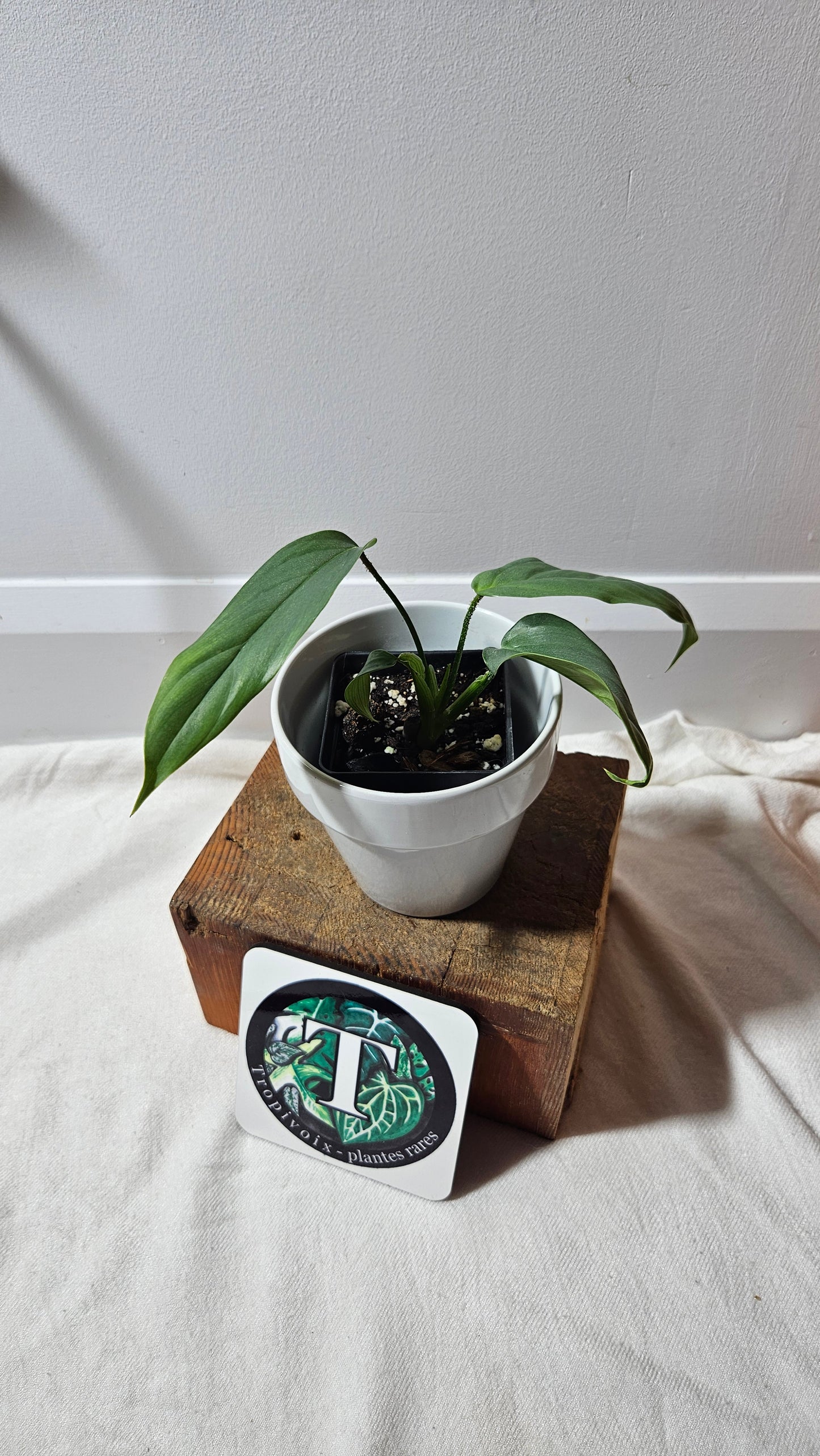 Philodendron Genevievianum Platinum(PHI-522)