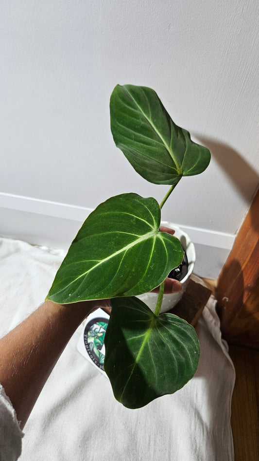 Philodendron Gloriosum x Plowmanii (PHI-926)