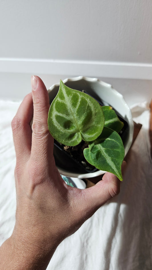 Anthurium Dorayaki Silver "format PETIT"( ANT-578)