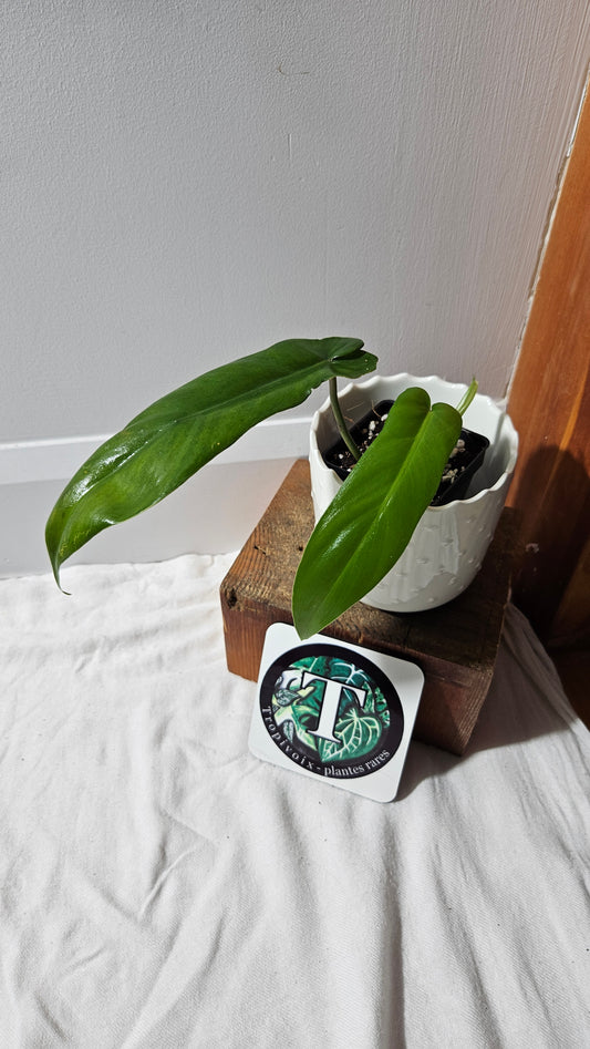 Philodendron Florida Beauty X     Bob Cee REVERT(PHI-893)