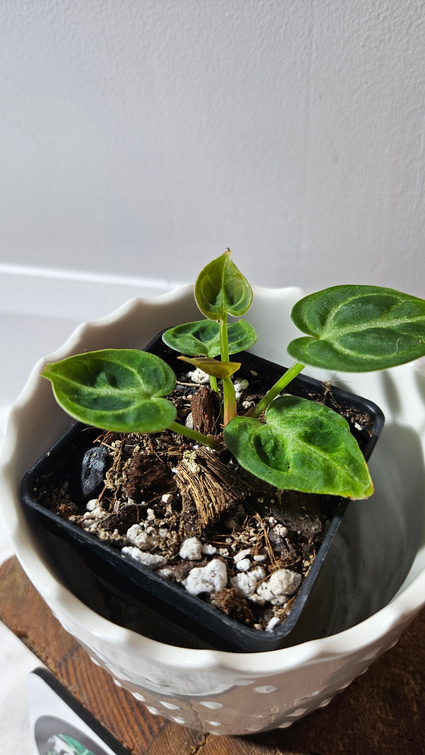 Anthurium Dorayaki Silver "format SEEDLING"( ANT-572)