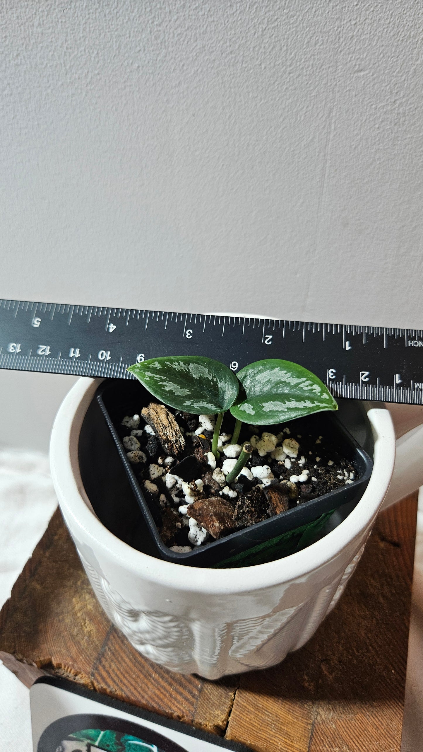 Scindapsus Dark Tricolore (SCI-1220)