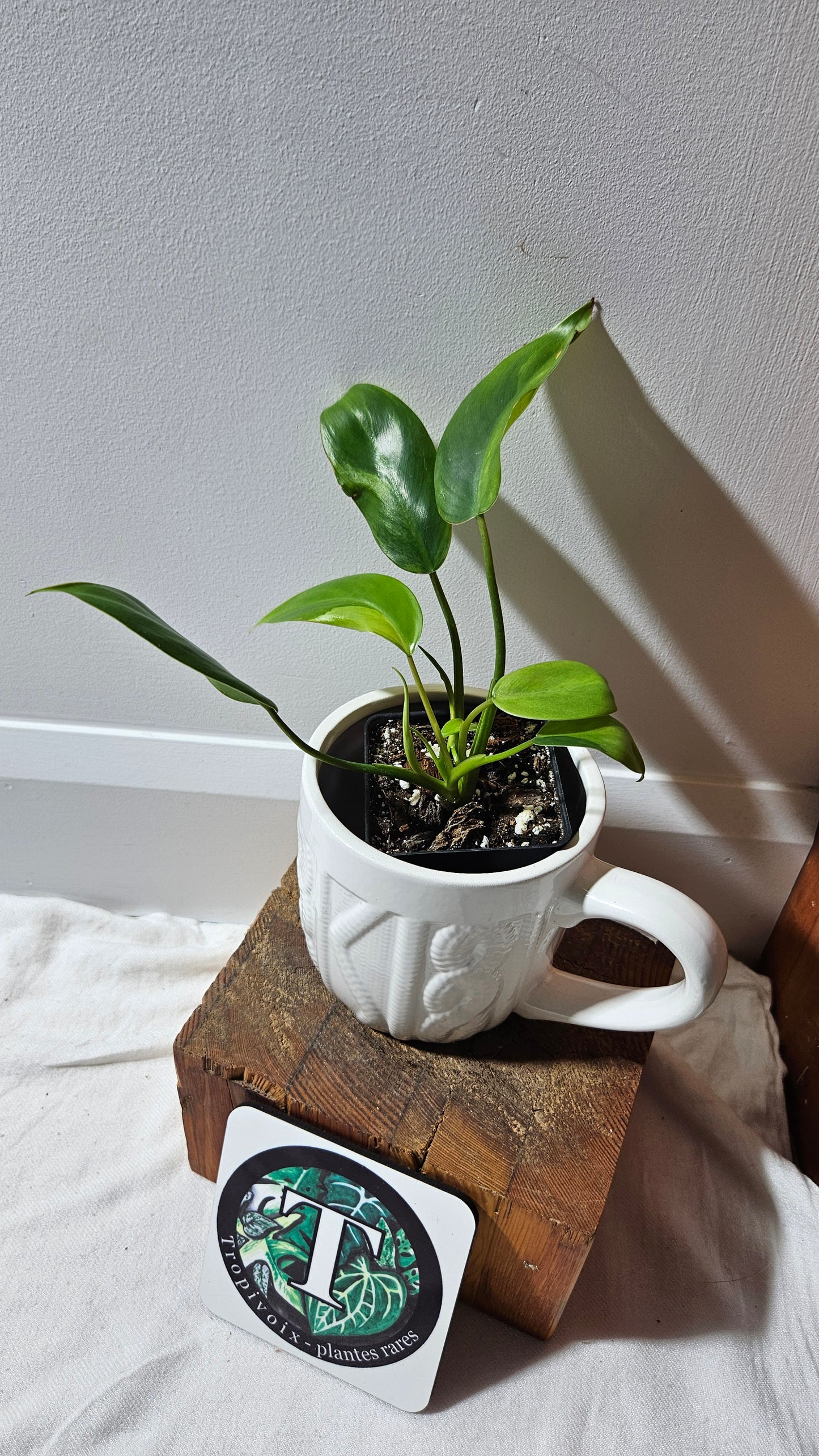 Philodendron Avocado Shake (PHI-917)