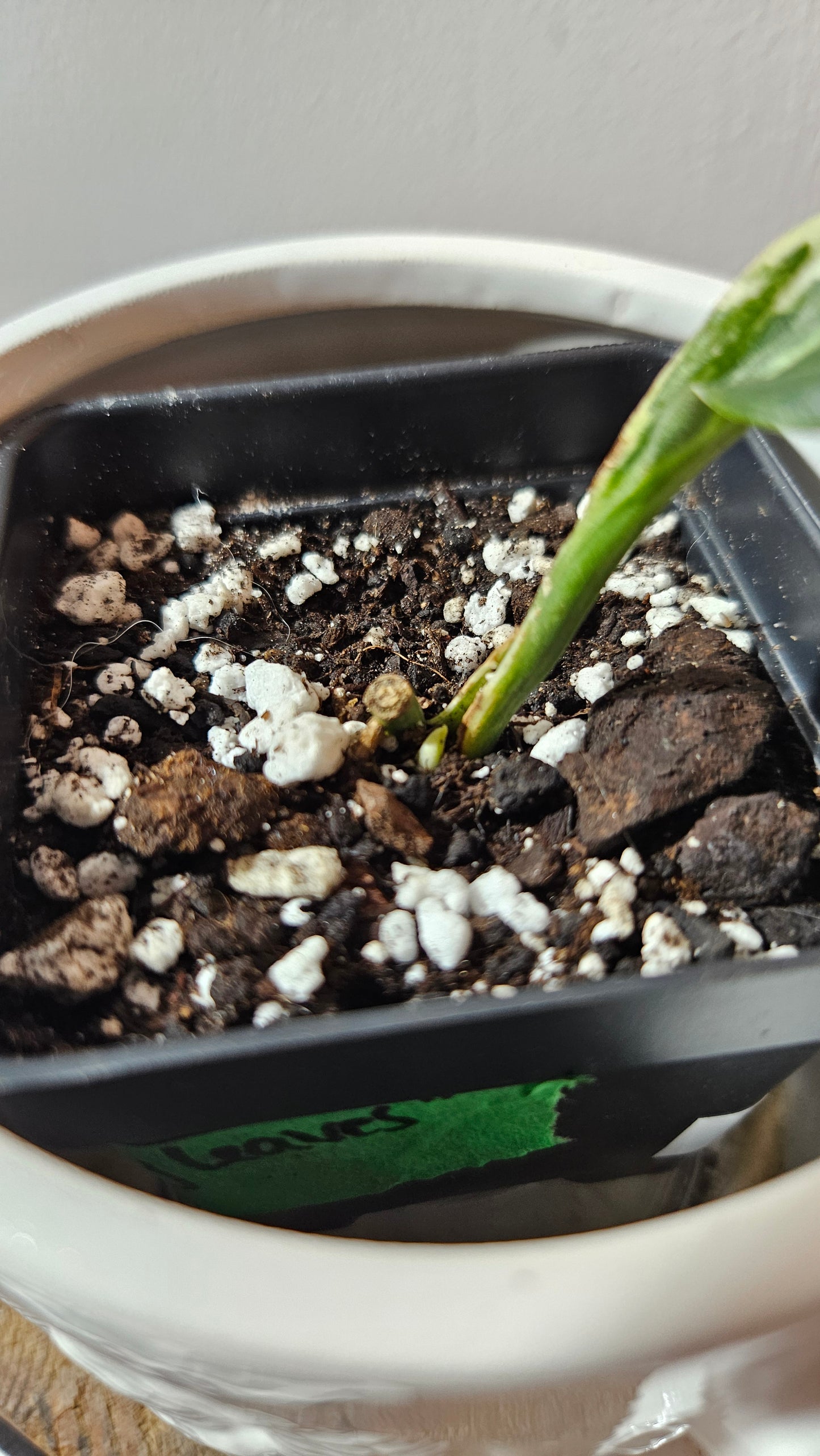 Scindapsus Treubii Dark Form marble "curly leaf" (SCI-1078)