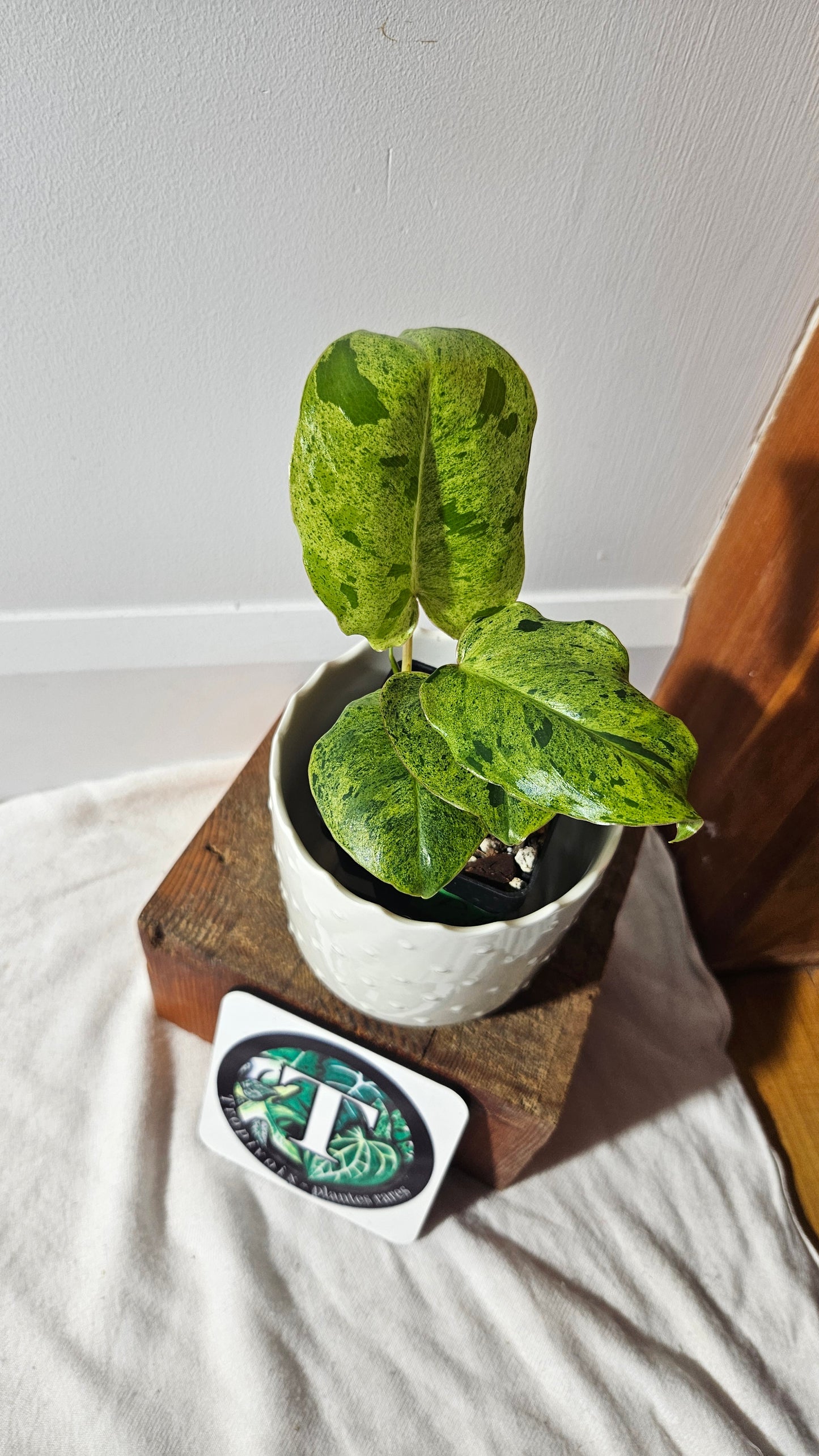 Philodendron BurleMarx Variegata  X Paraiso Verde (PHI-760)