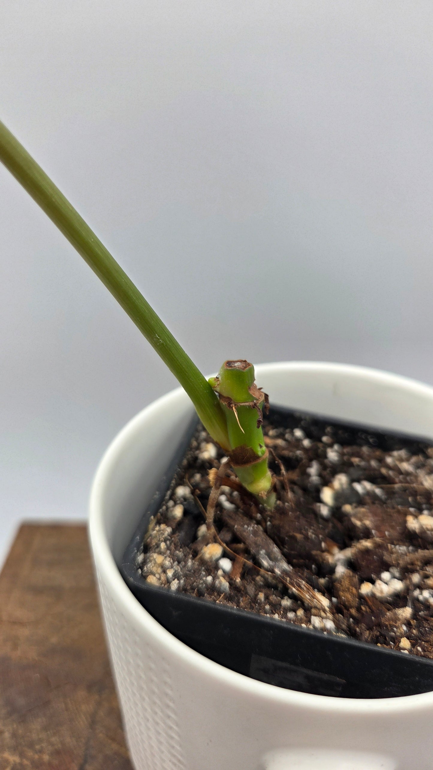 Philodendron Gloriosum Platinum (PHI-1031)