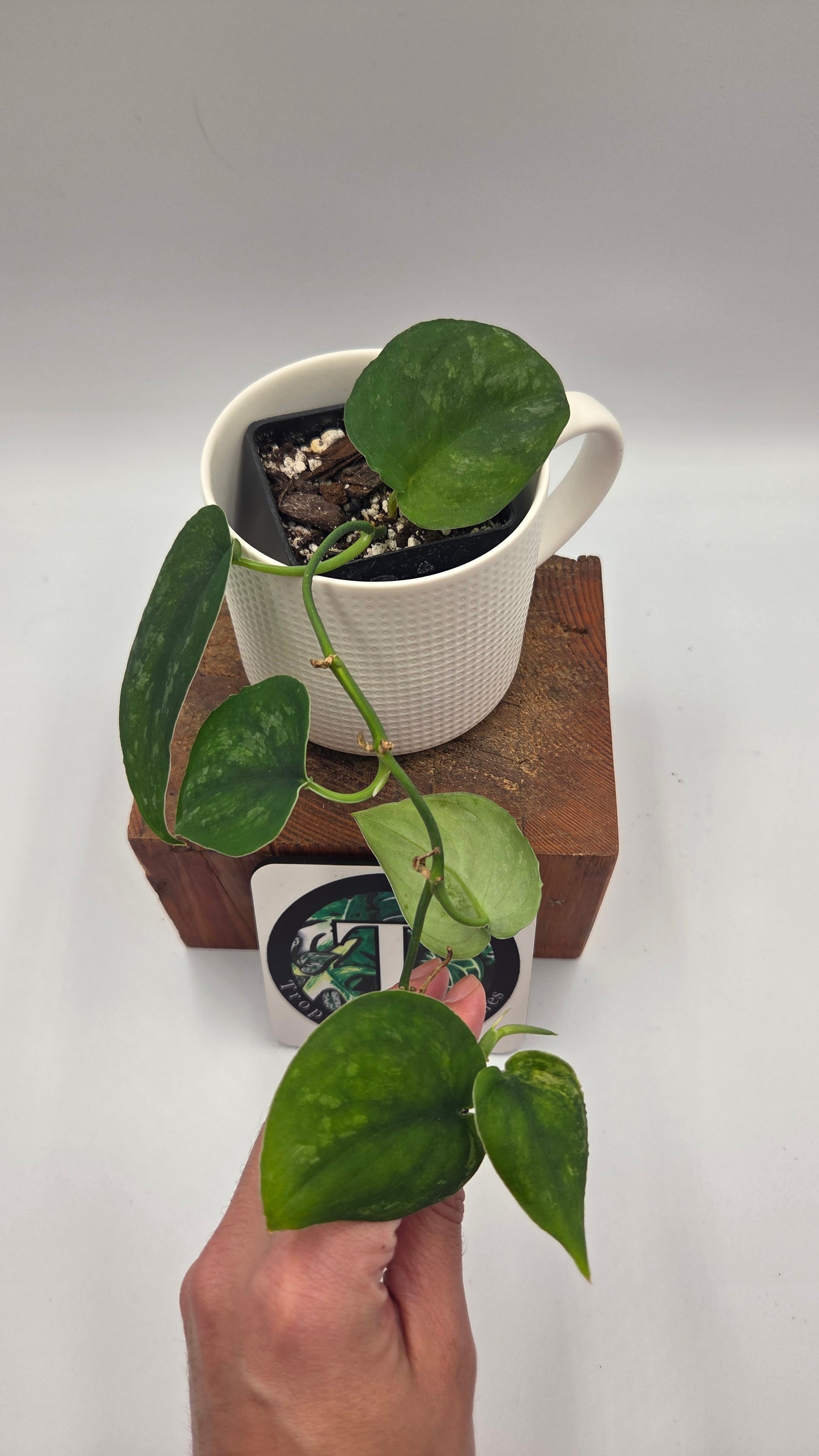 Scindapsus Silver Splash "Green on Green" (SCI-813)