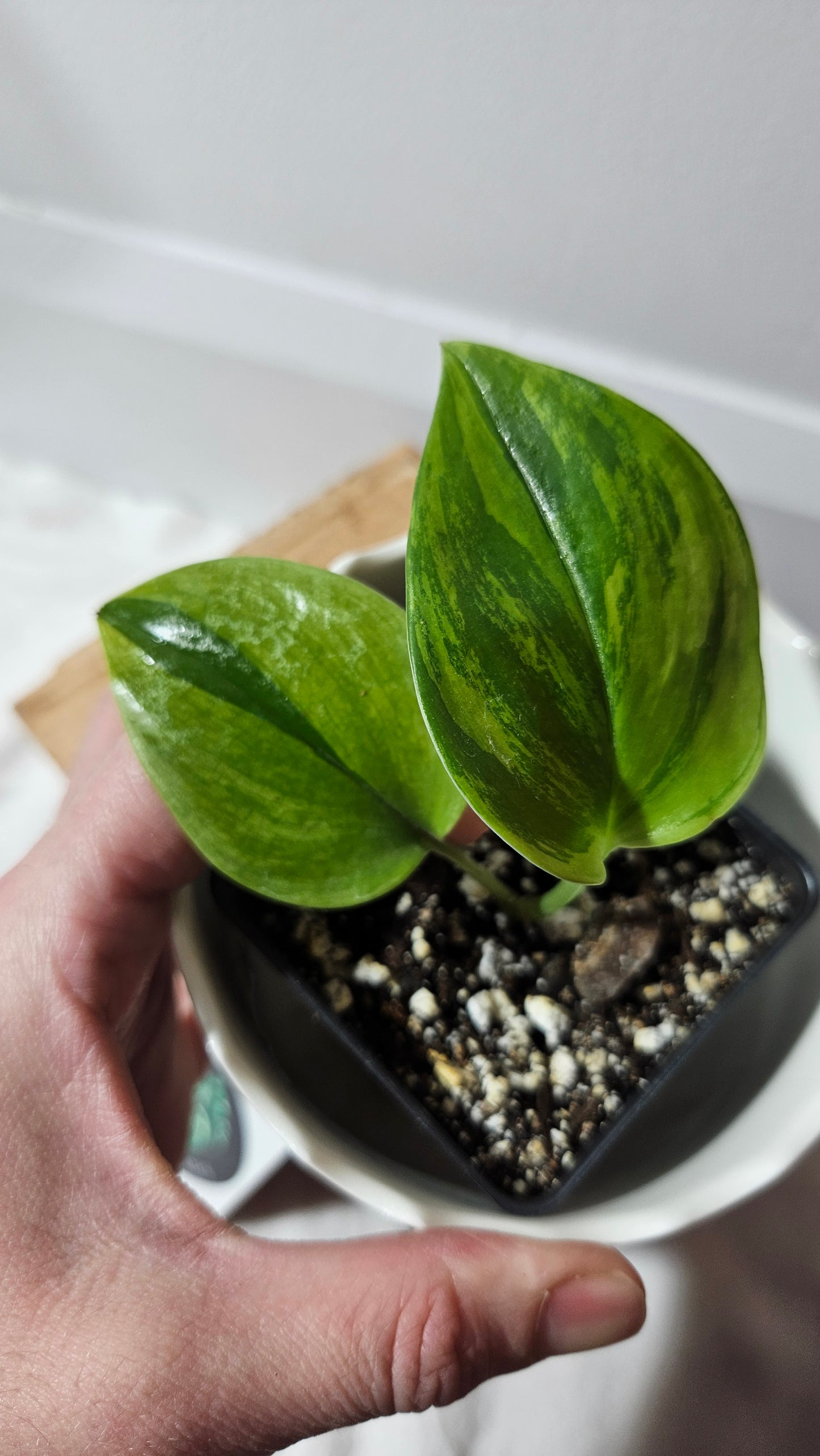 Scindapsus Treubii Moonlight Tricolore (SCI-626)