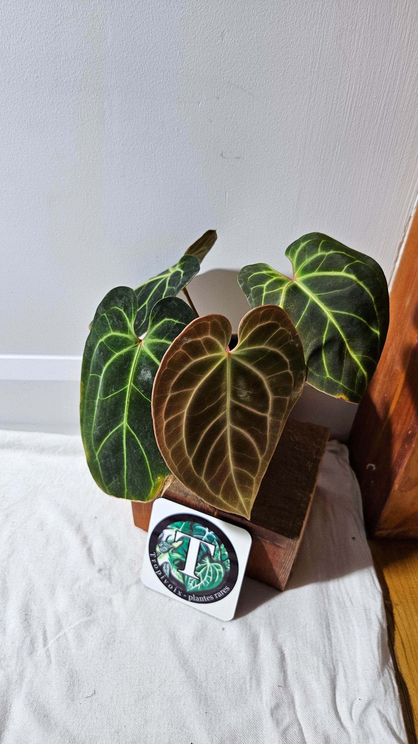 Anthurium Besseae Aff Velvet "Format MOYEN" (ANT-270)