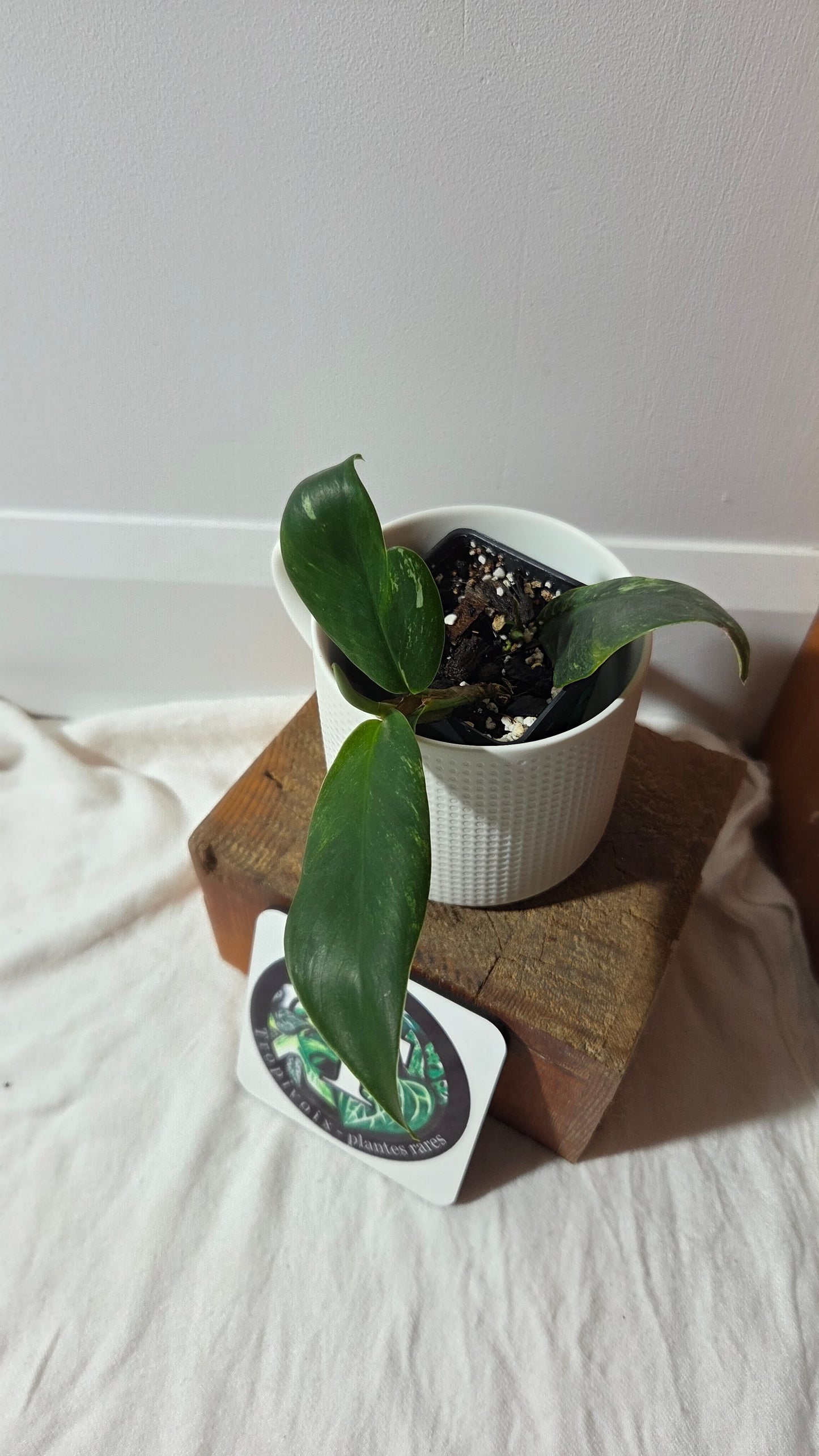 Rhaphidophora Elliptifolia Variegata (AUT-094)