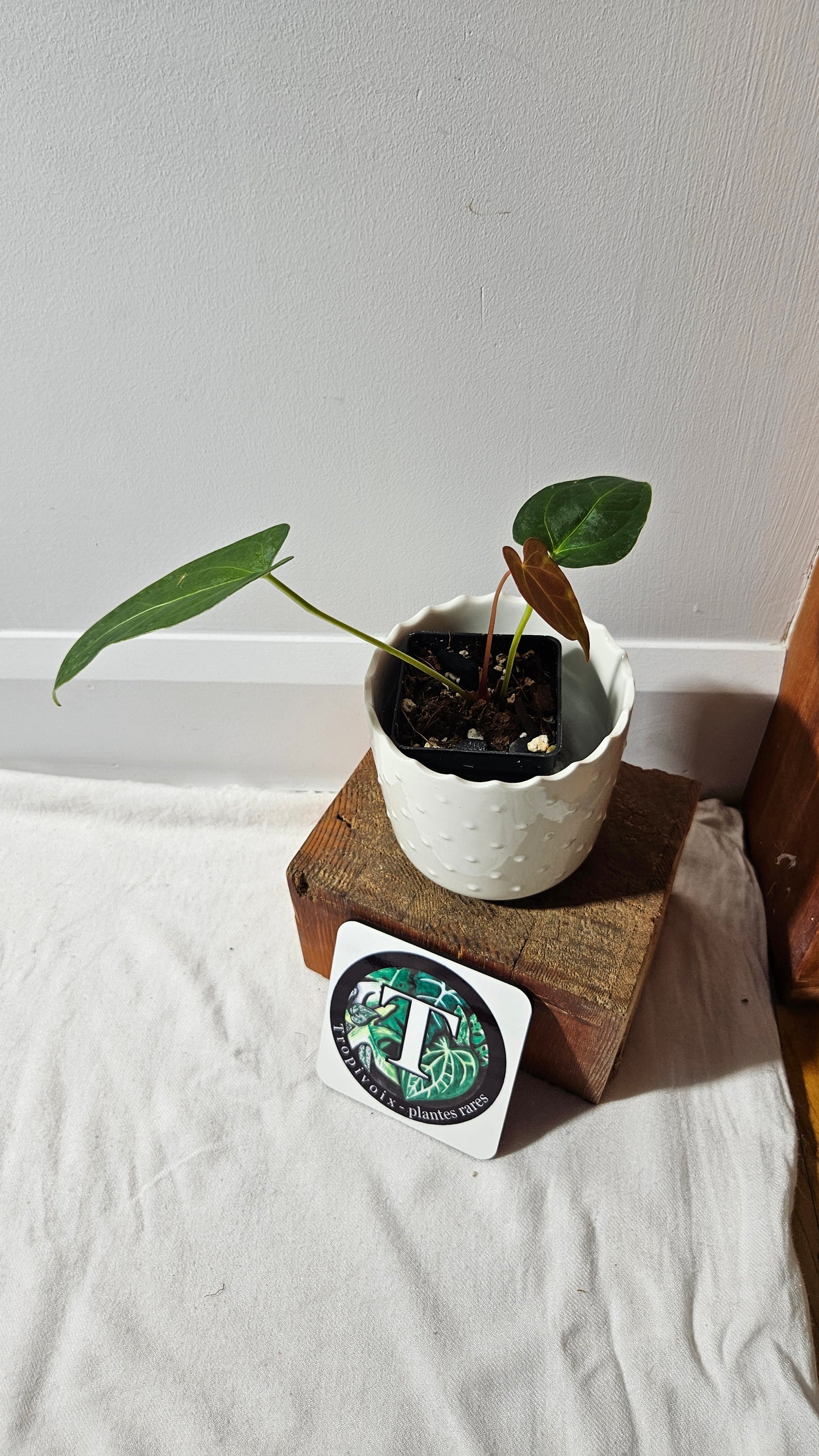 Anthurium Magnificum X Napo "format PETIT" (ANT-560)