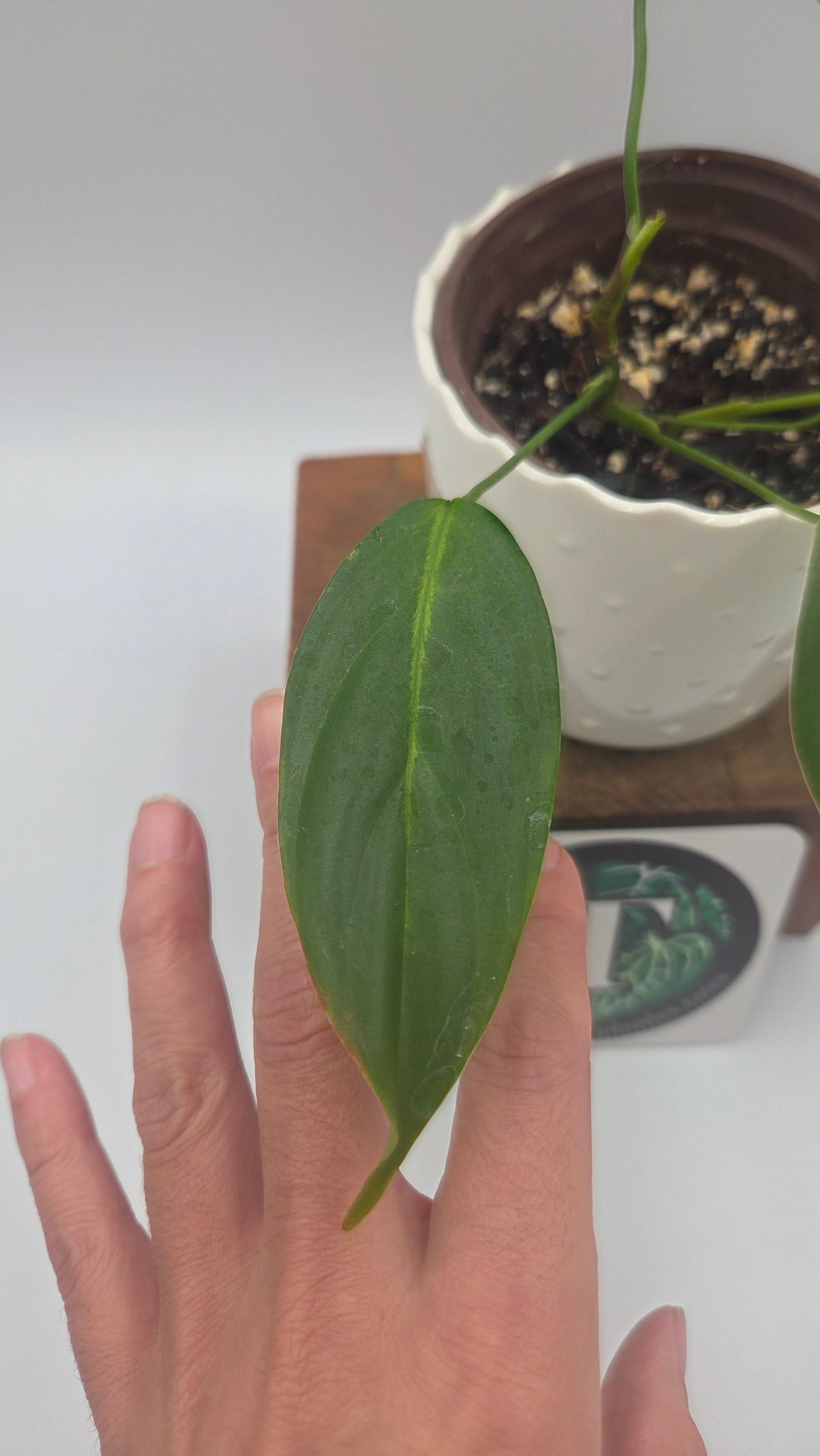 Philodendron Angel (PHI-1091)