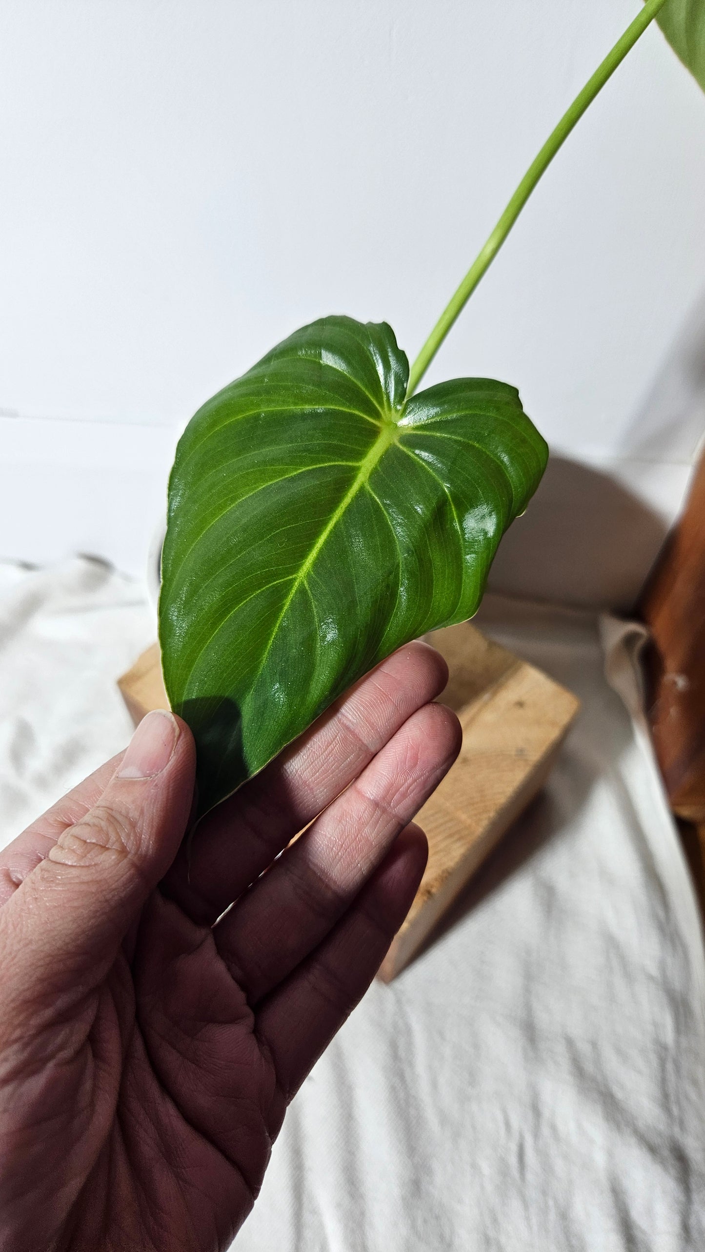 Philodendron Pastazanum (PHI-642)