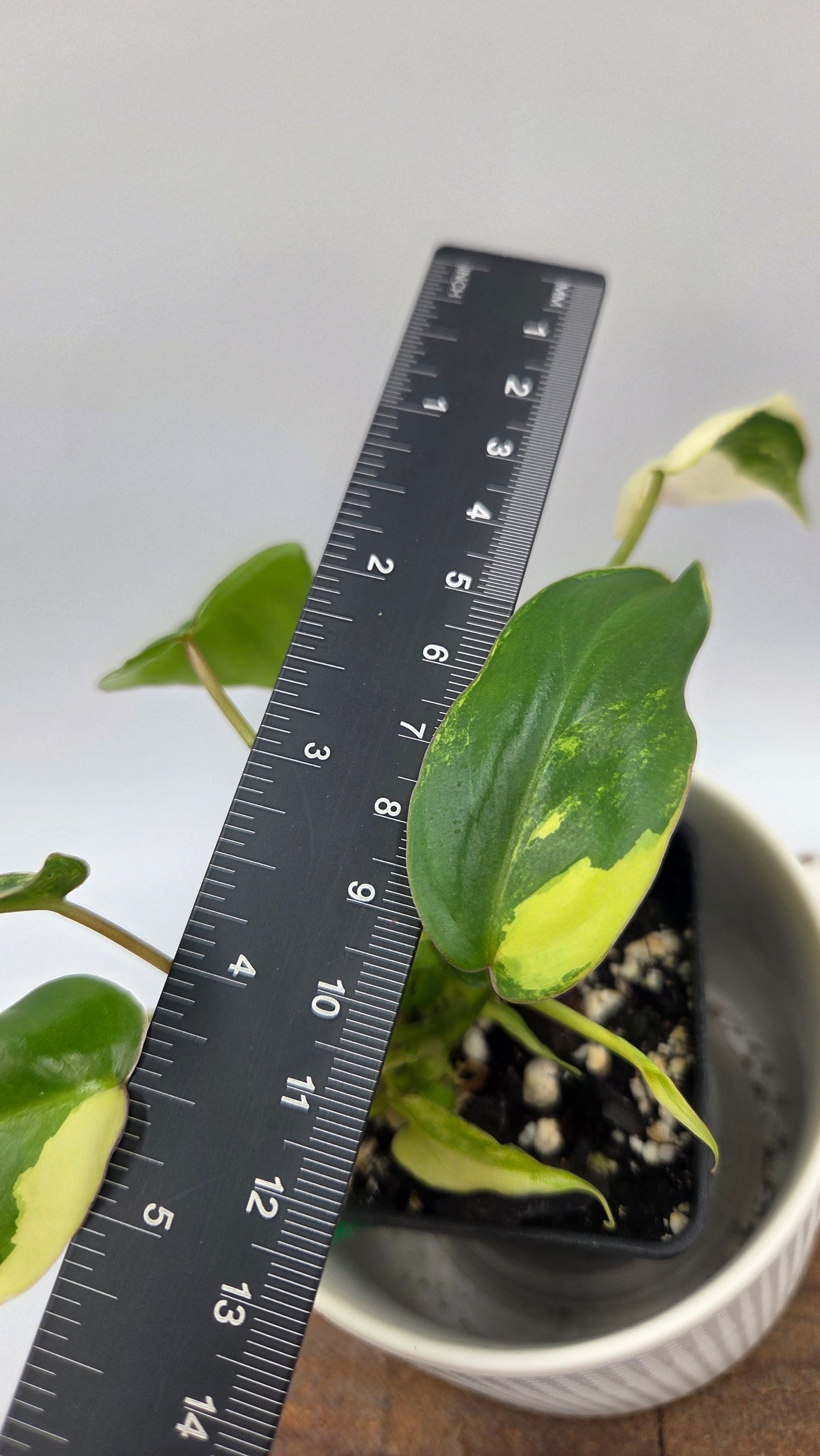 Philodendron Burlemarx Variegata (PHI-1109)