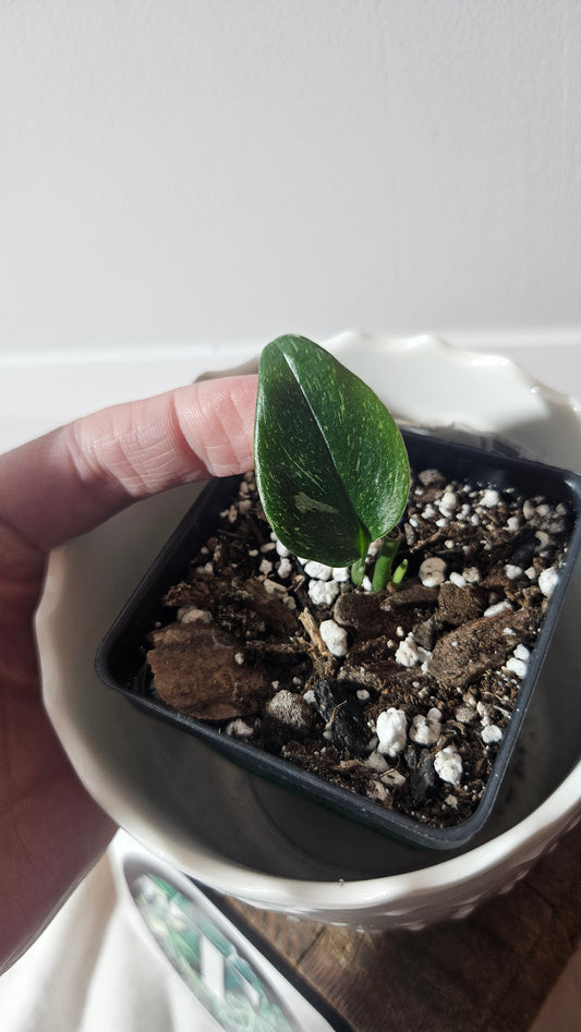 Scindapsus Treubii Galaxy (SCI-935)