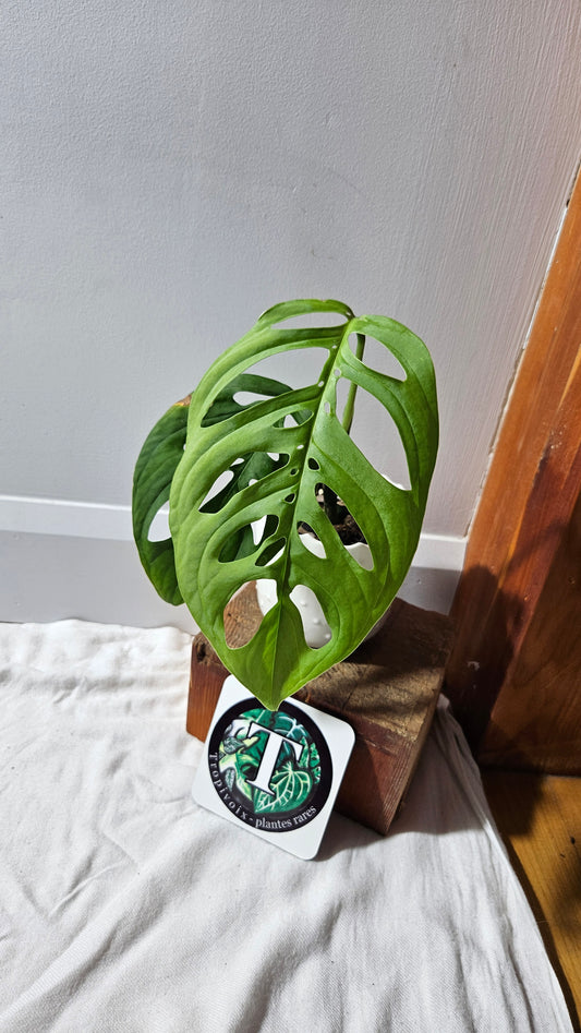 Monstera Esqueletto (MON-462)