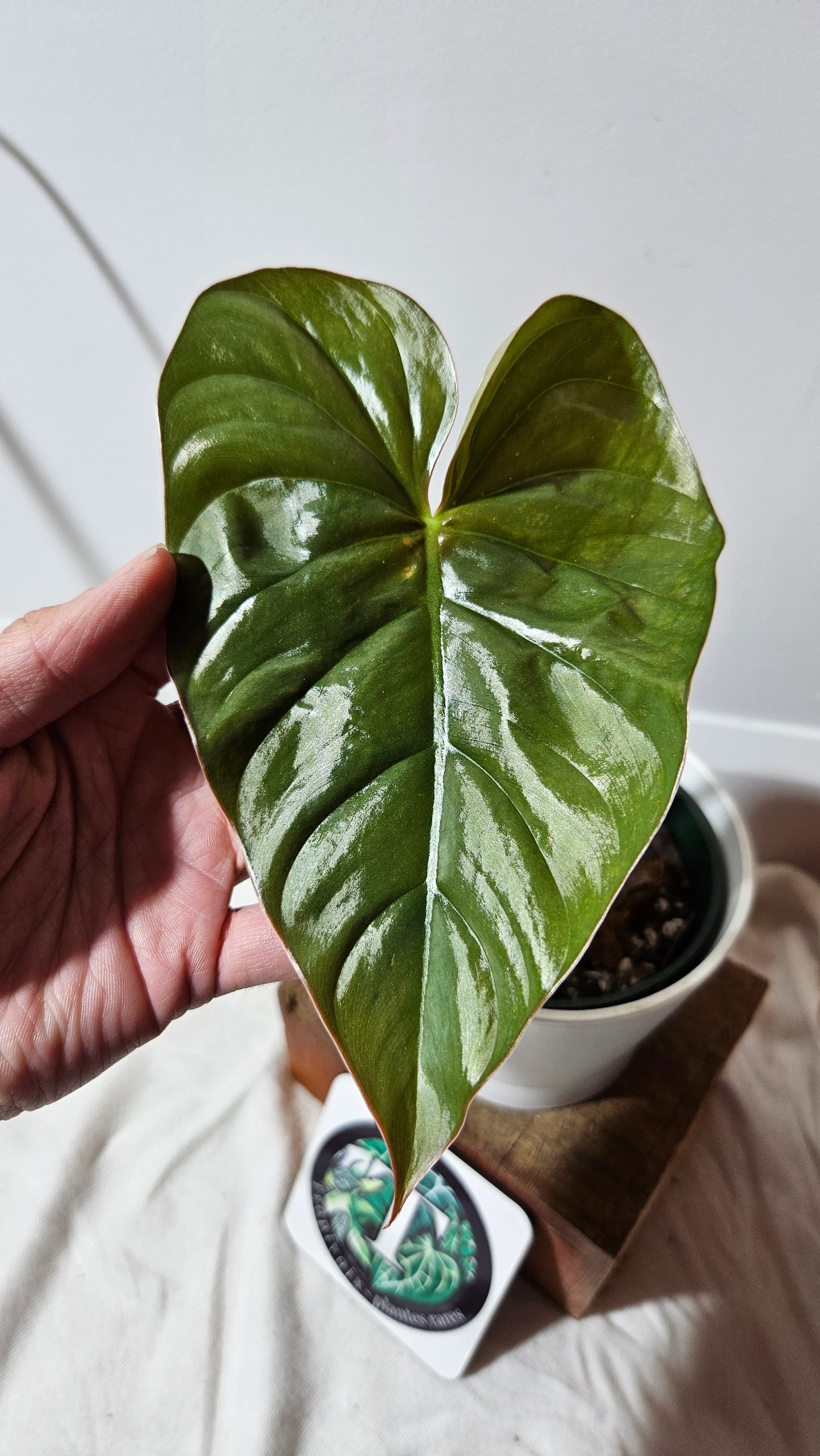 Philodendron Aff Colombia (PHI-585)