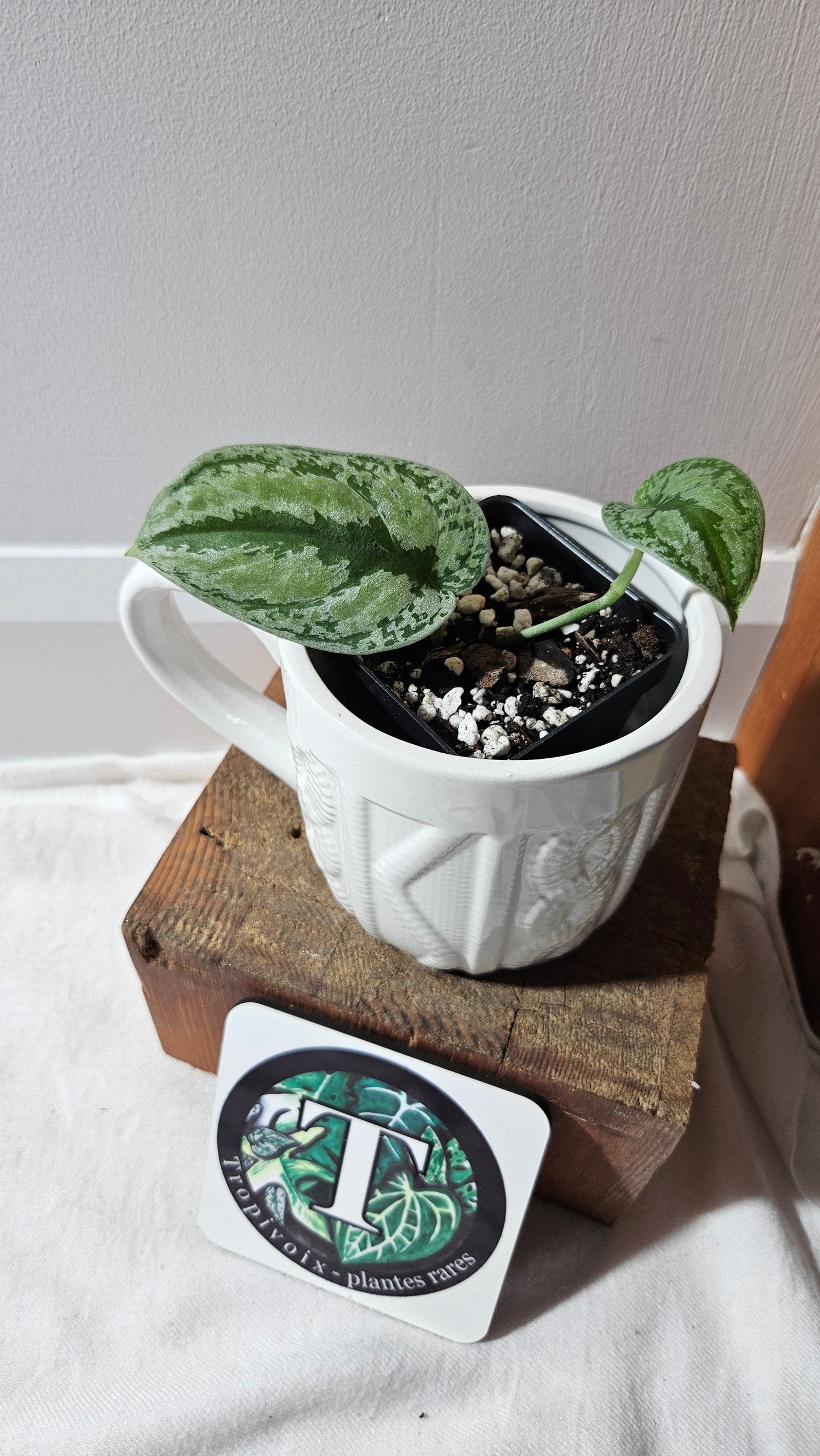 Scindapsus Tricolore silver Platinum (SCI-1118)