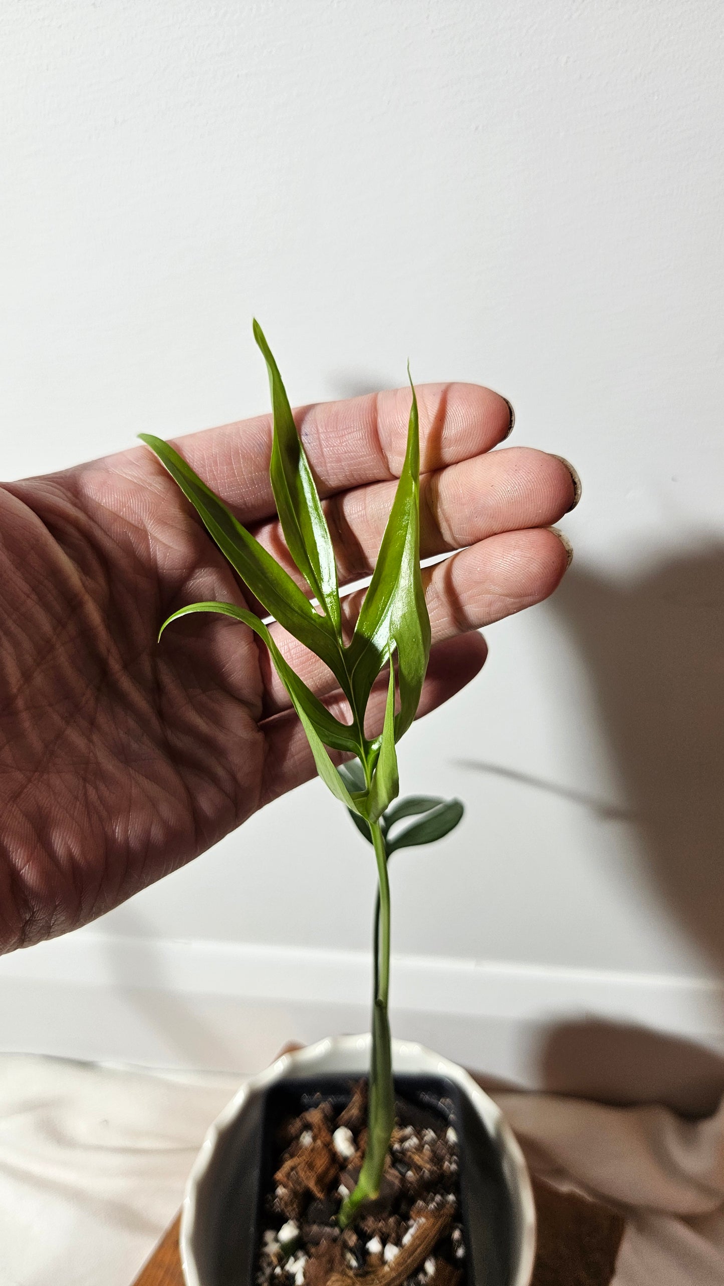 Monstera Subpinnata (MON-209)