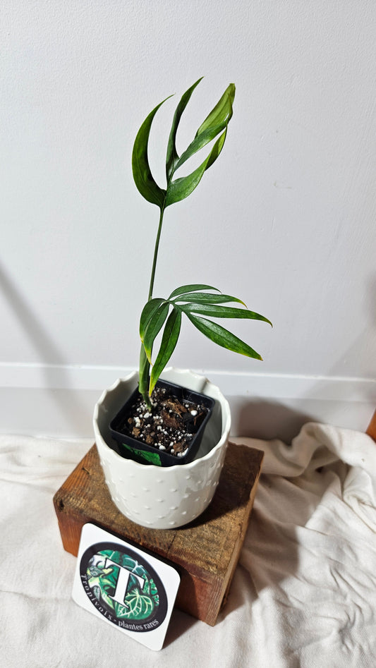 Monstera Subpinnata (MON-202)