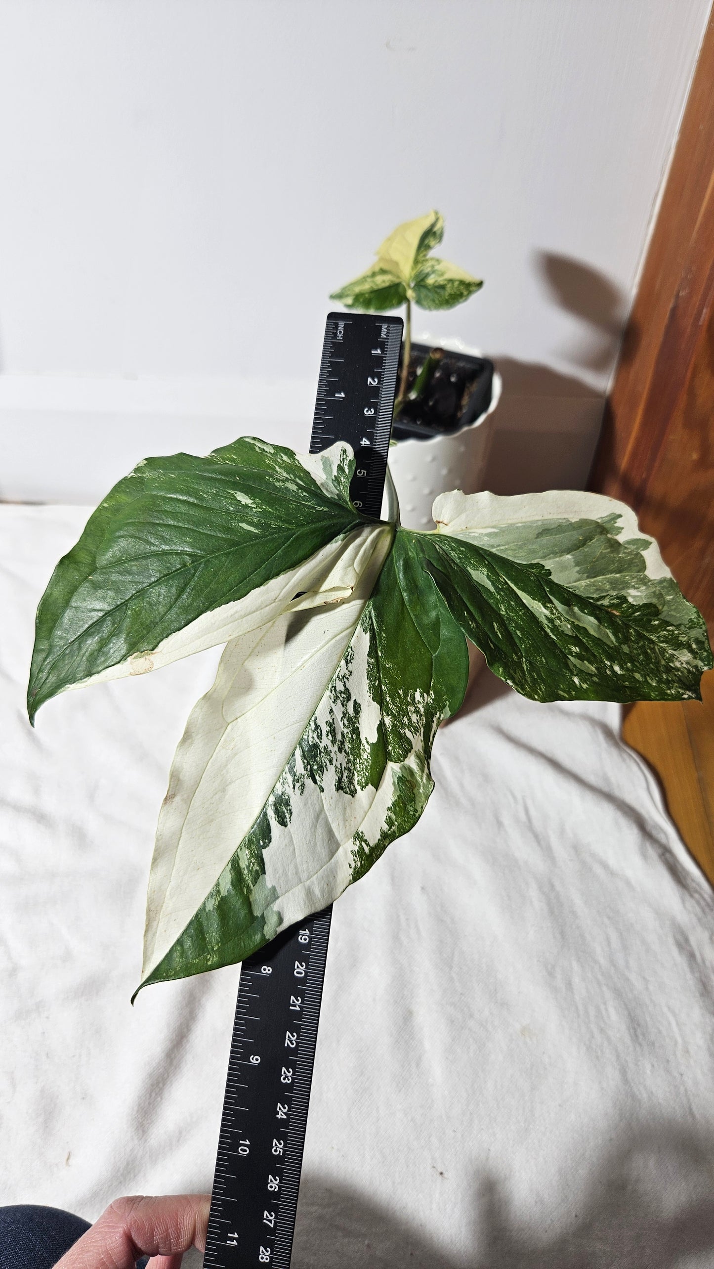 Syngonium Albo (SYN-327)