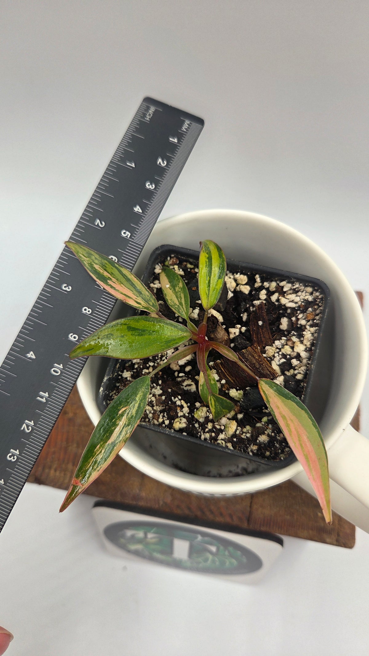 Philodendron Strawberry Shake (PHI-1087)