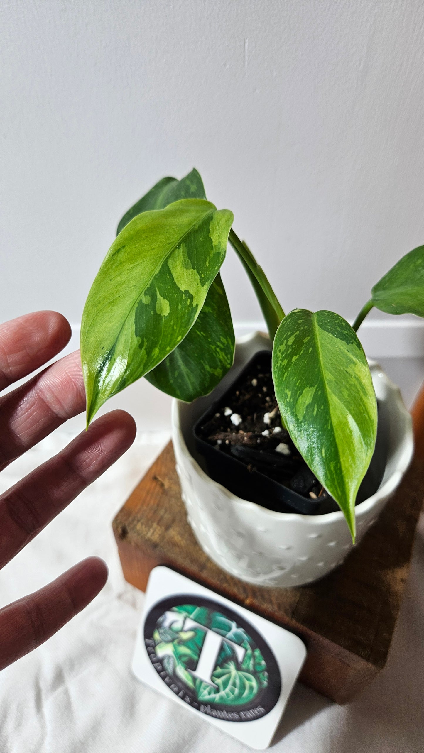 Philodendron Jose Buono (PHI-918)
