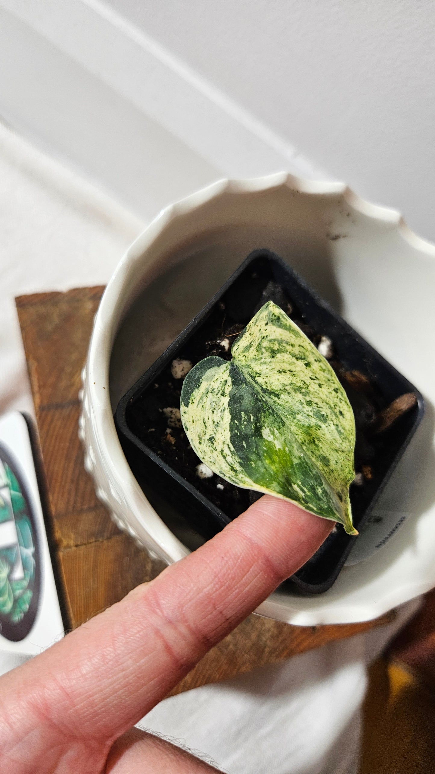 Scindapsus Silver Cloud mutation (SCI-1000)