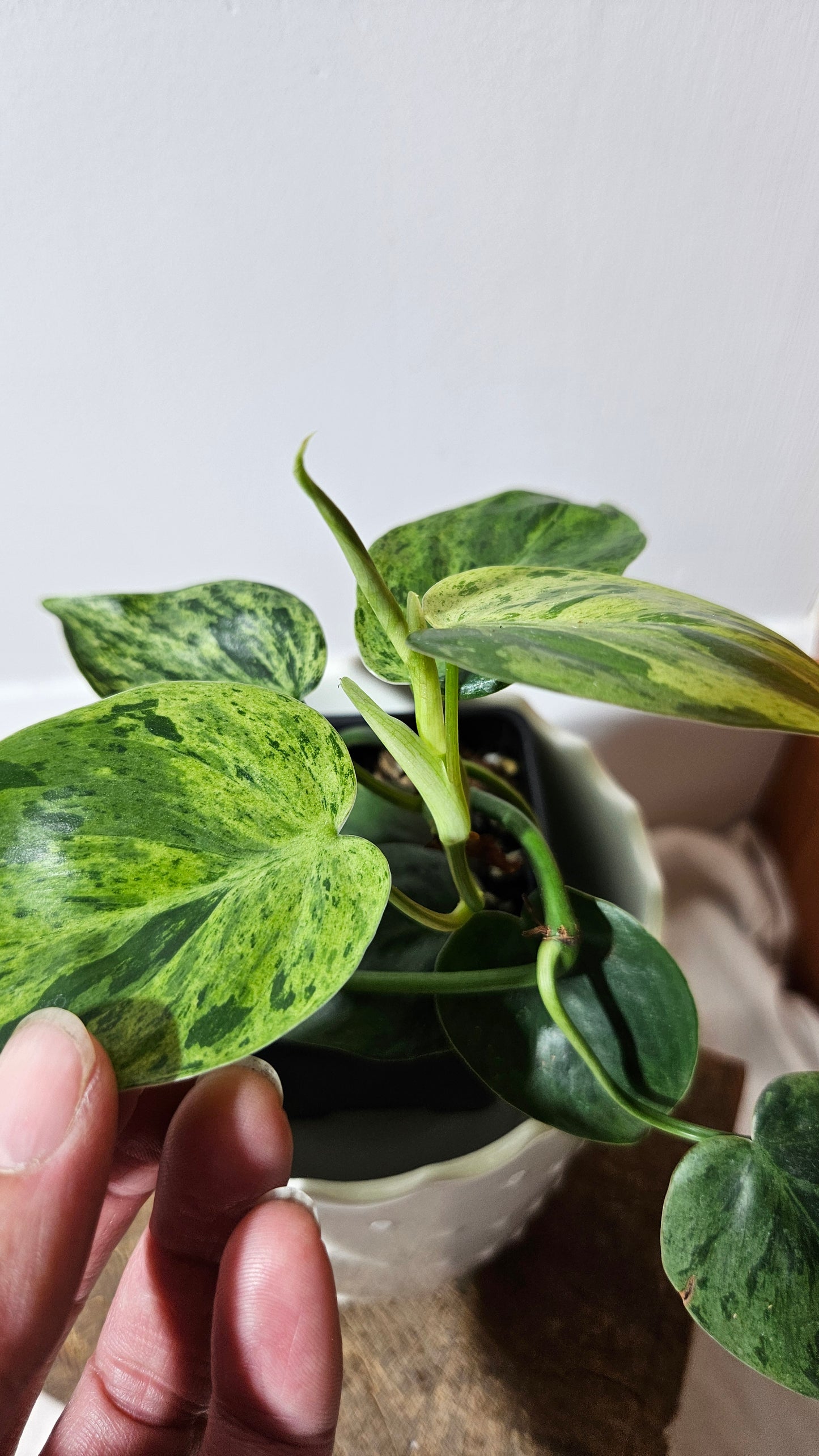 Philodendron Hederaceum Variegata (PHI-555)