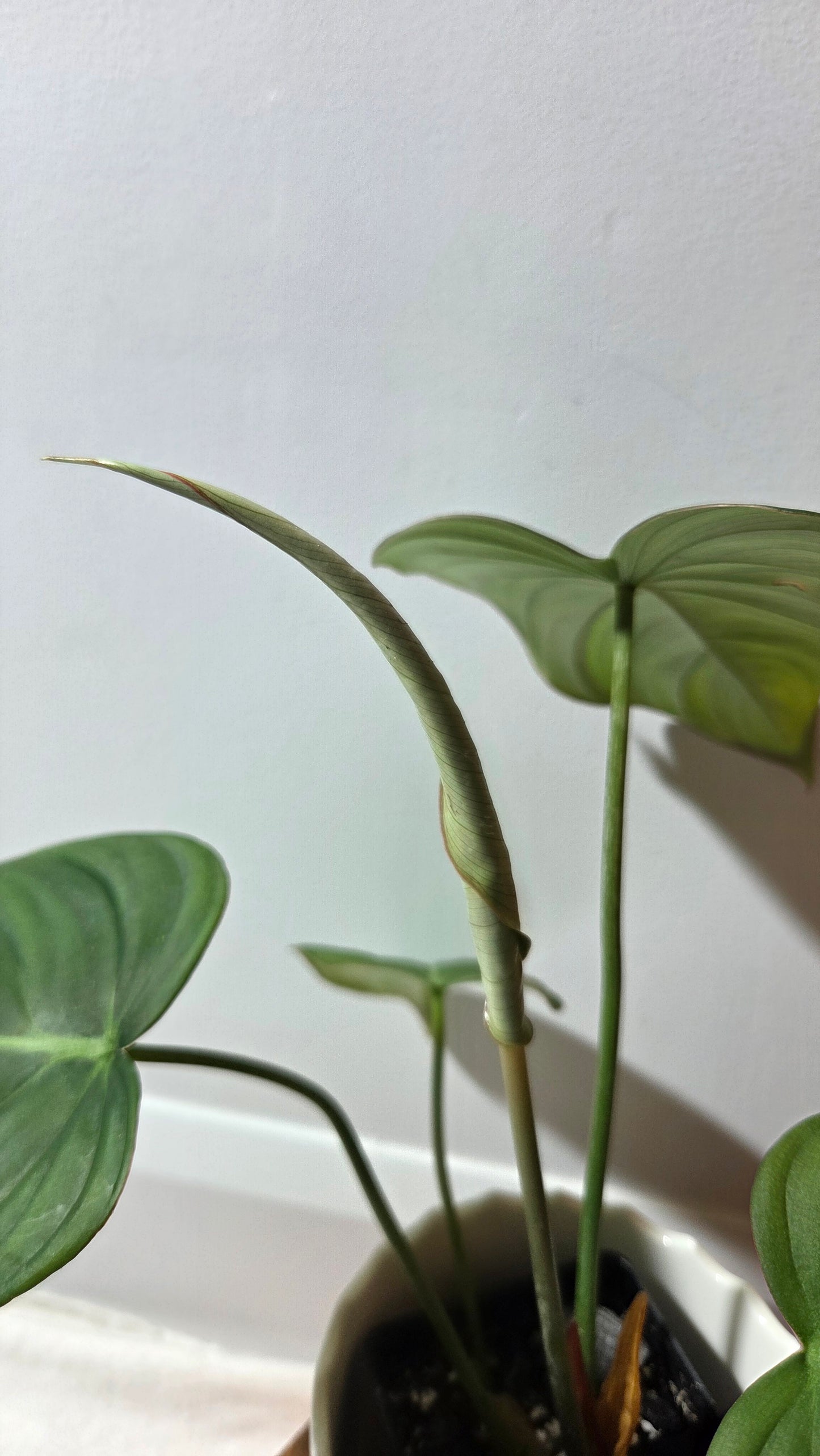Philodendron Dean McDowell (PHI-992)