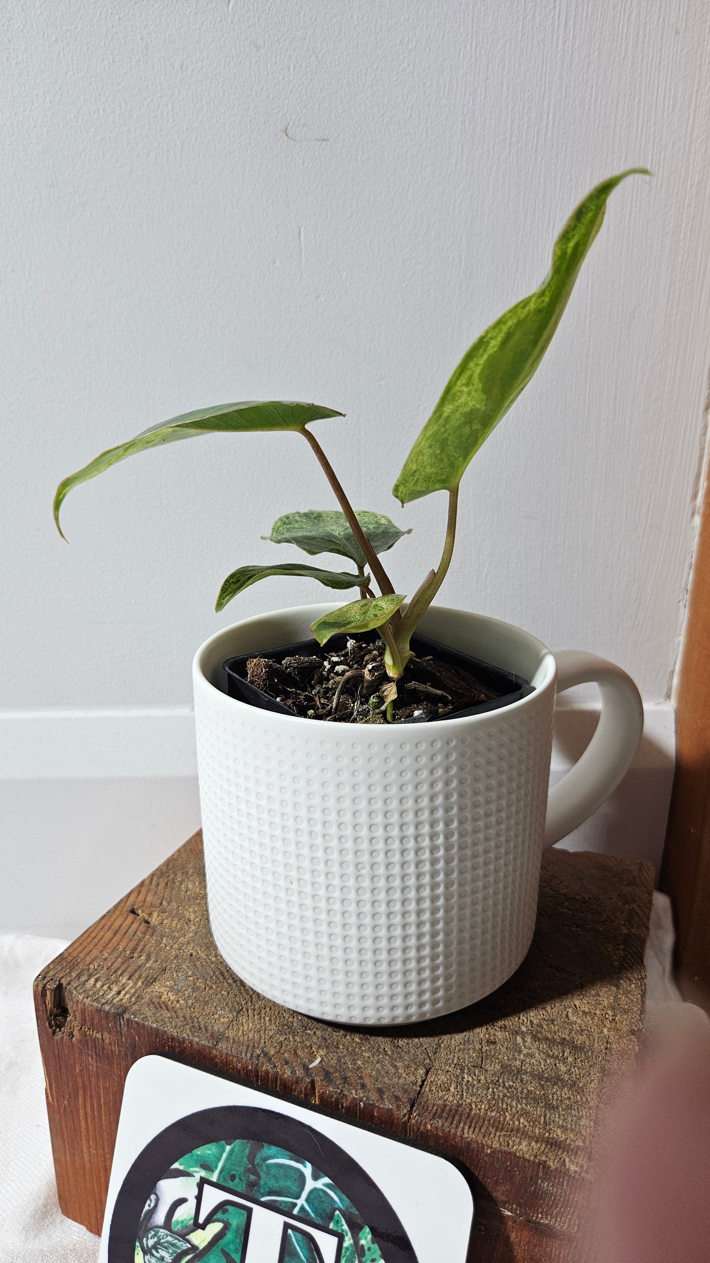 Philodendron BurleMarx Variegata  X Paraiso Verde (PHI-945)